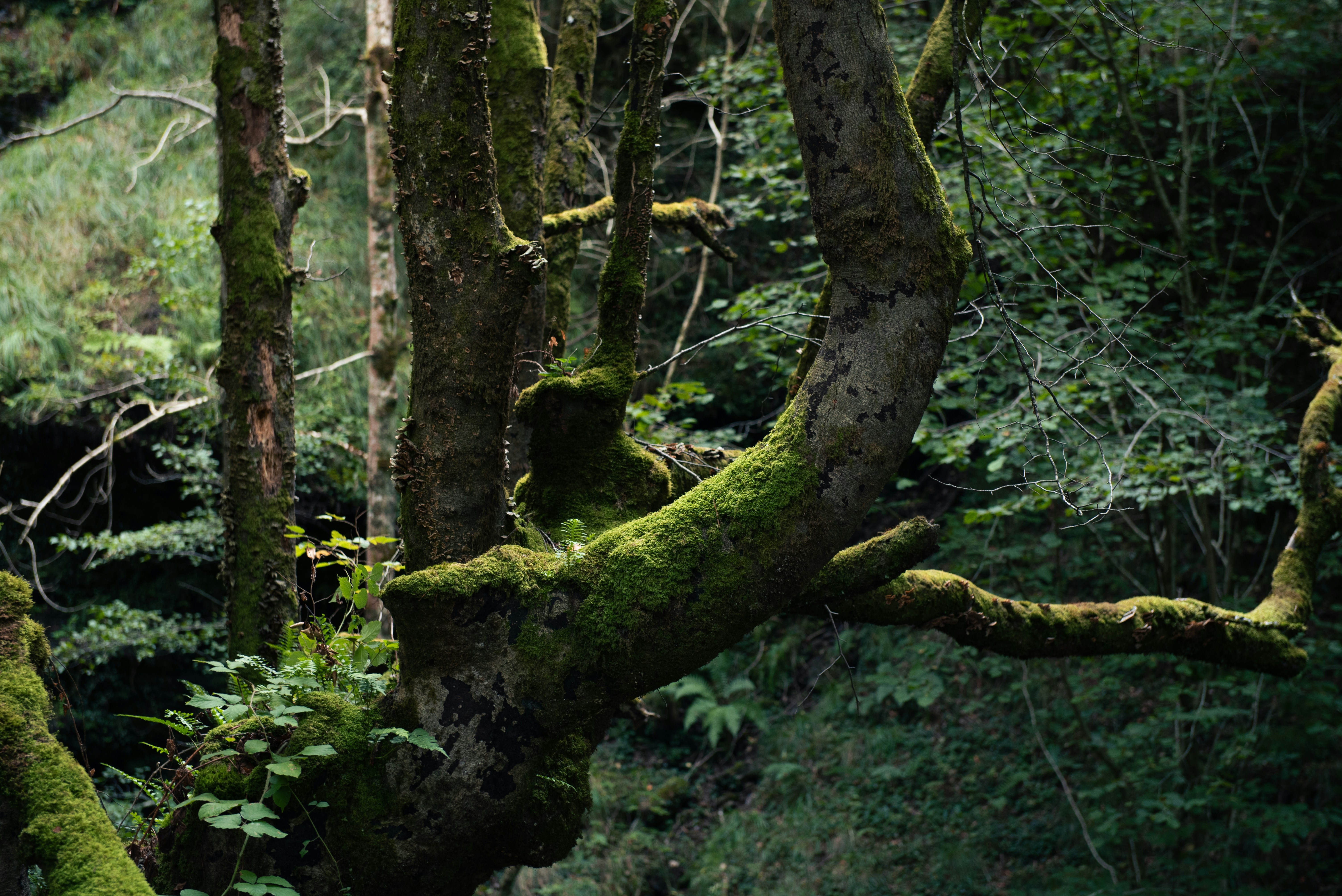 Mossy tree trunk in forest - Free Photo on Unsplash