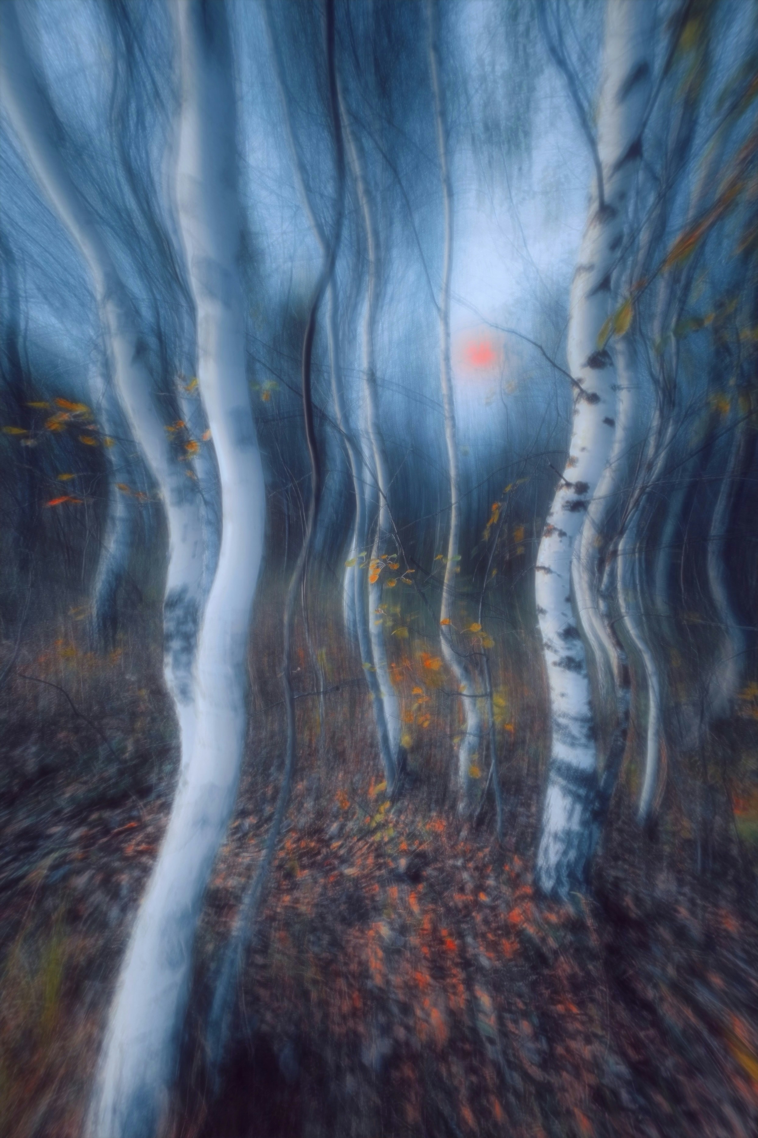 Birch trees in blurred forest - Free Photo on Unsplash