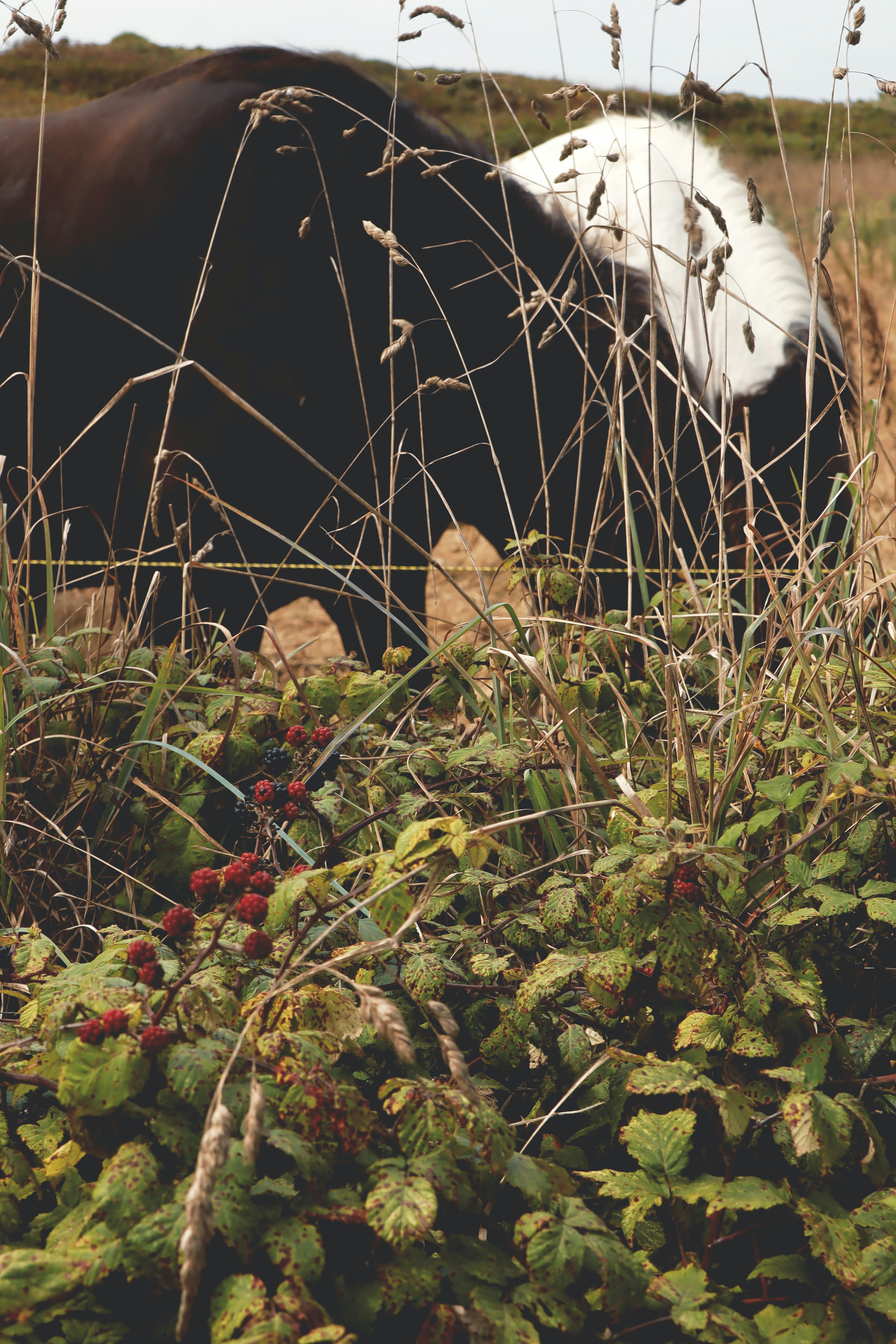 Horse grazing behind wild blackberry bramble - Free Photo on Unsplash