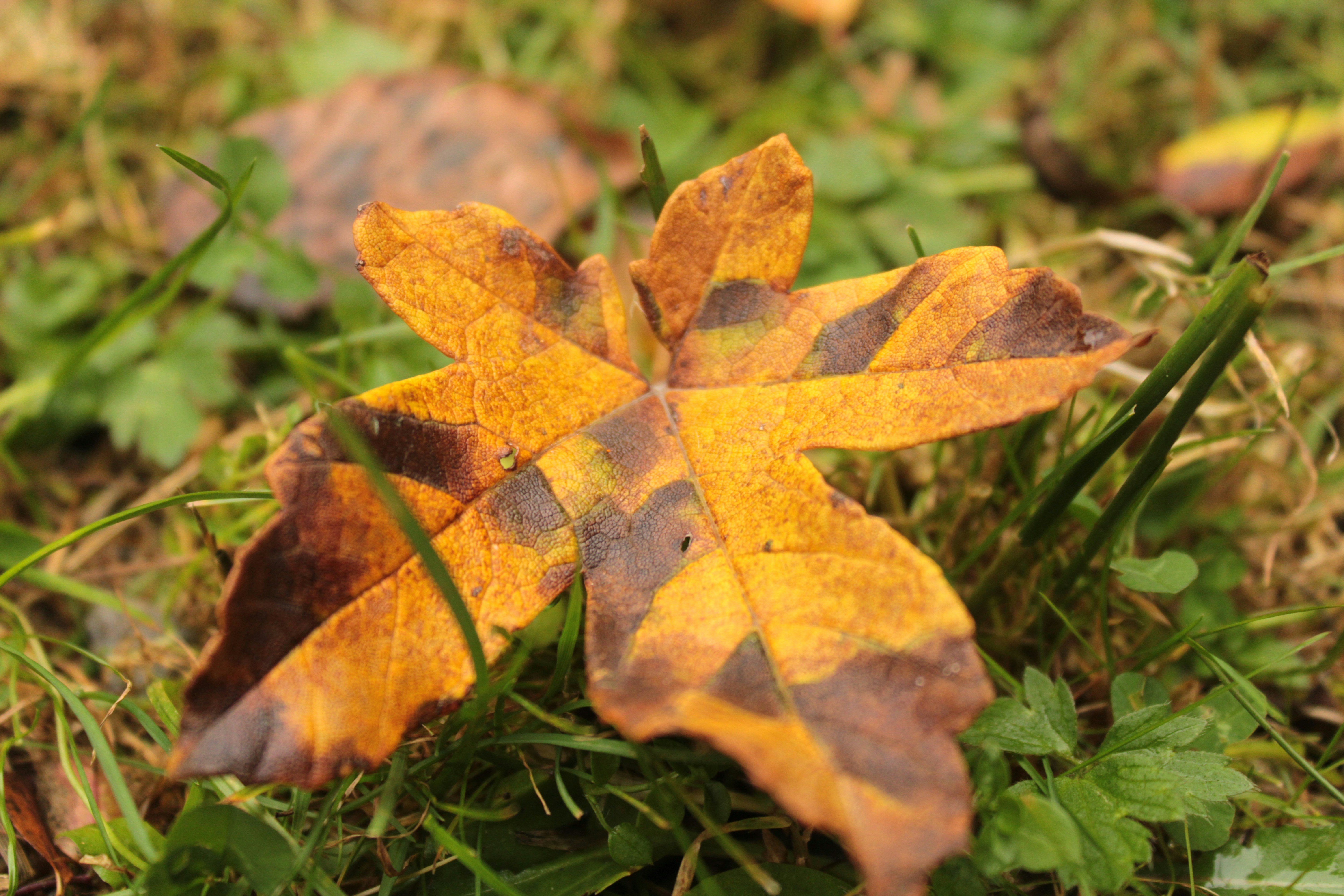Fallen maple leaf on green grass - Free Photo on Unsplash
