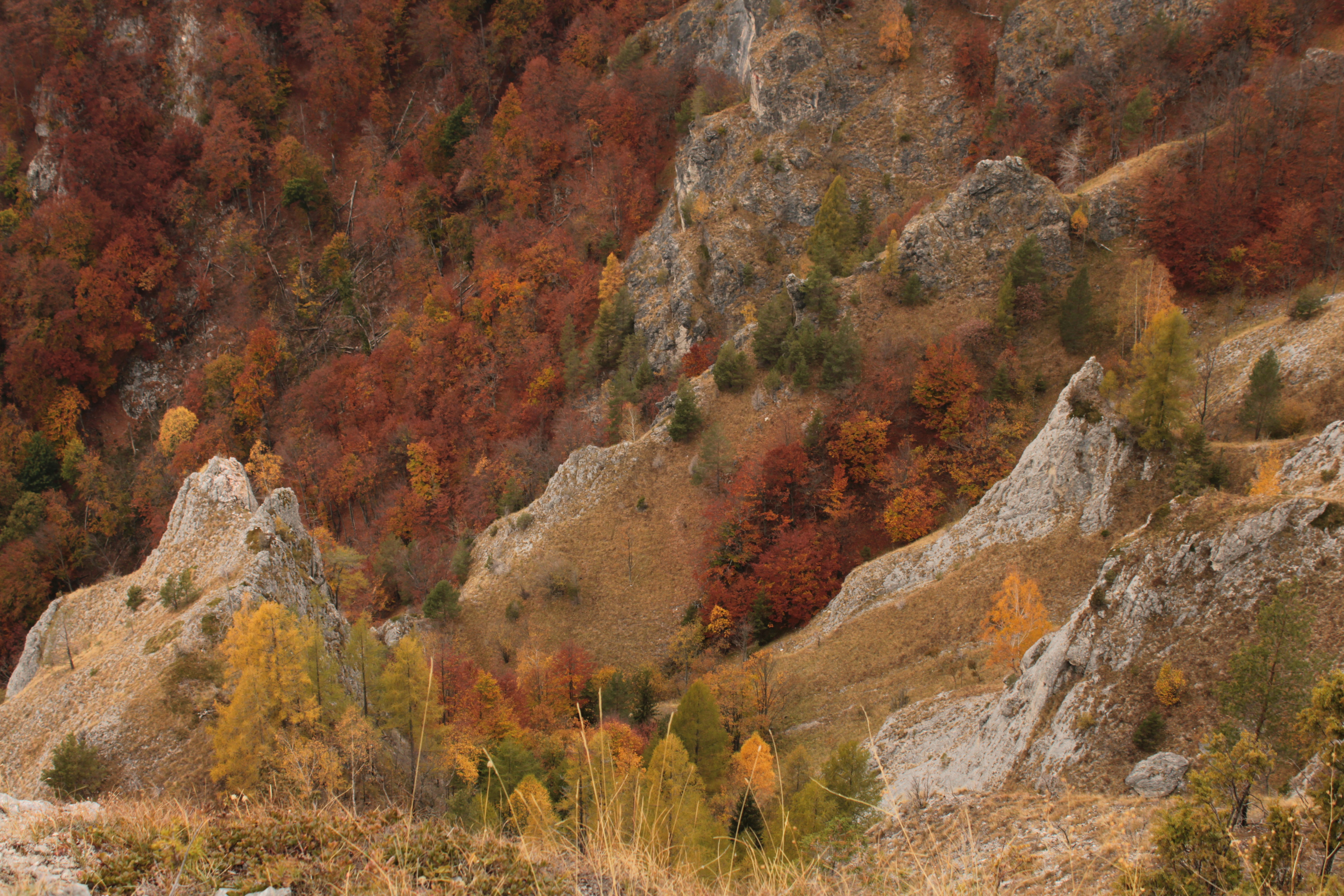 Rocky outcrops in autumn forest - Free Photo on Unsplash