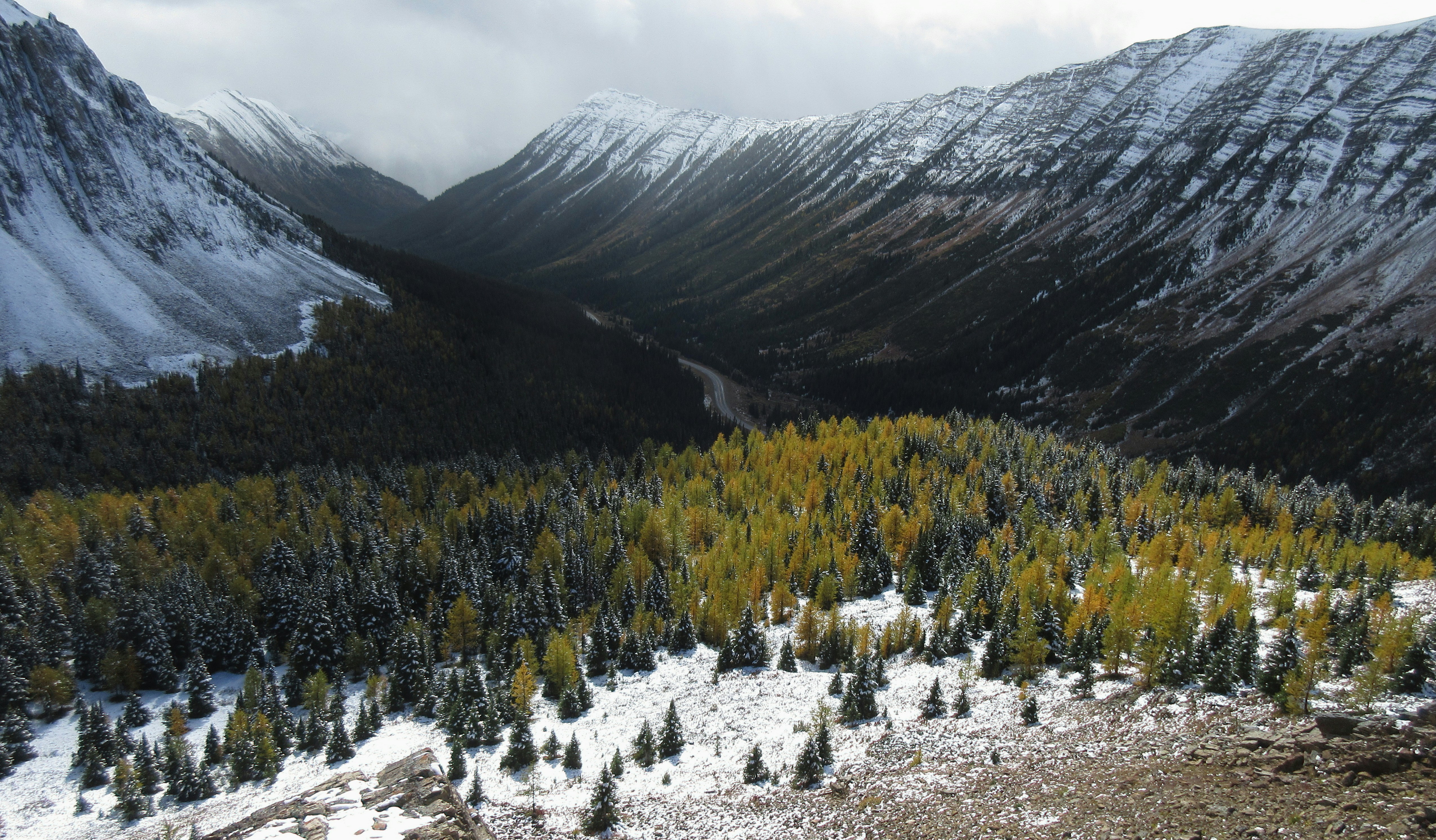 Snowy forest in mountain valley - Free Photo on Unsplash