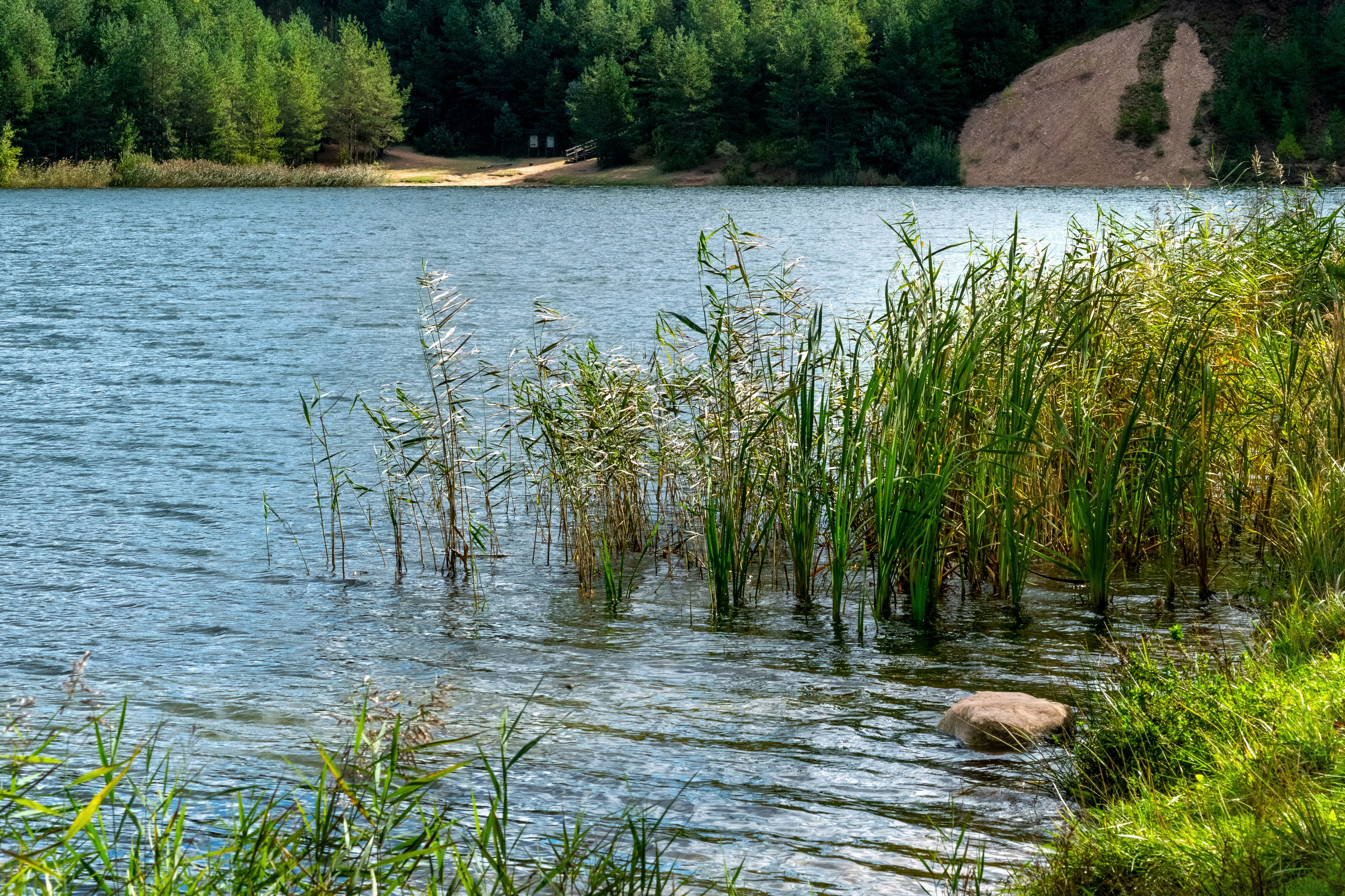 Green reeds in calm lake water - Free Photo on Unsplash