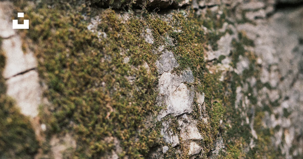 Stone Up Icon Rough stone wall with green moss - Free Photo on Unsplash