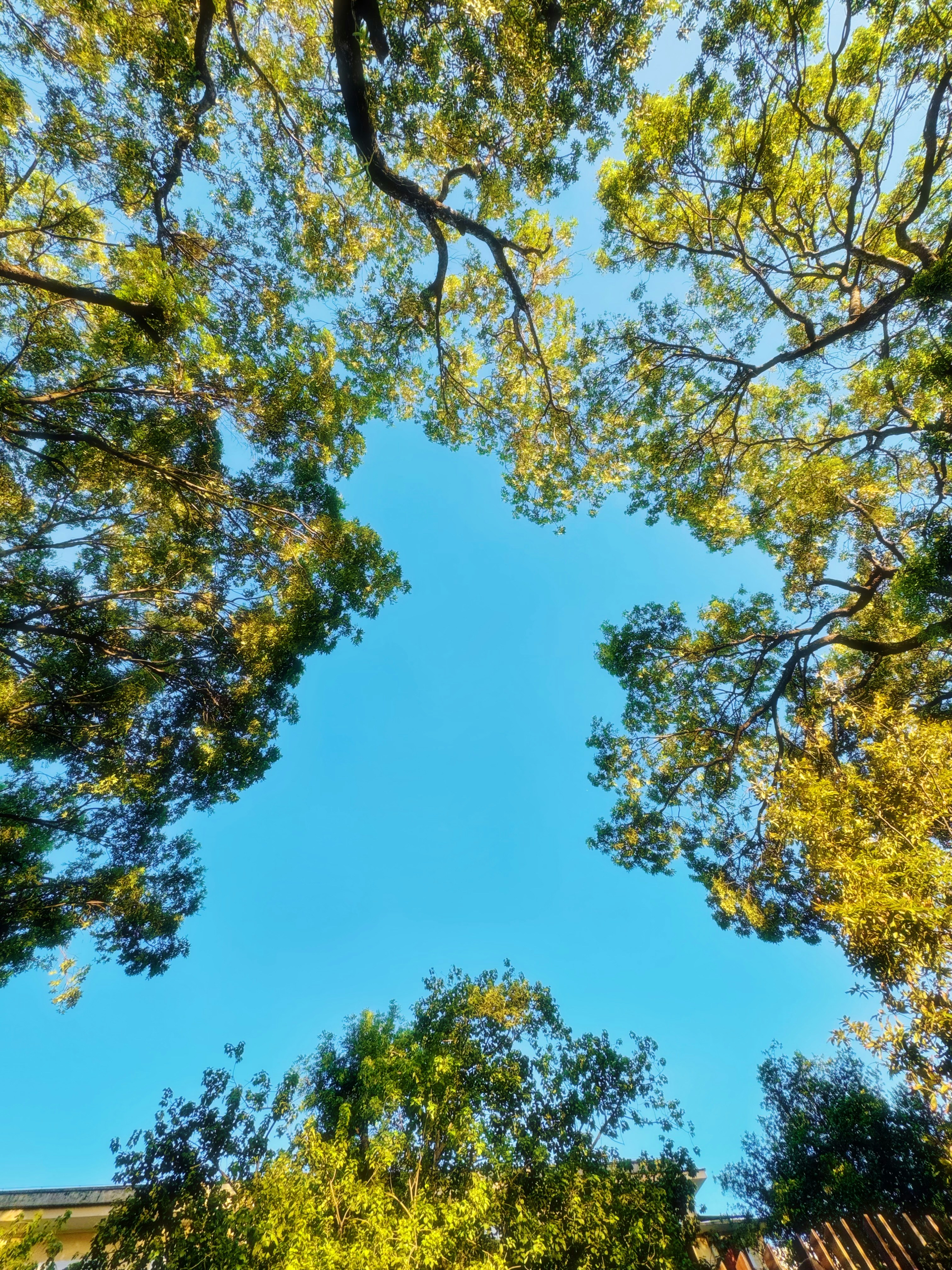 Green tree canopy against blue sky - Free Photo on Unsplash