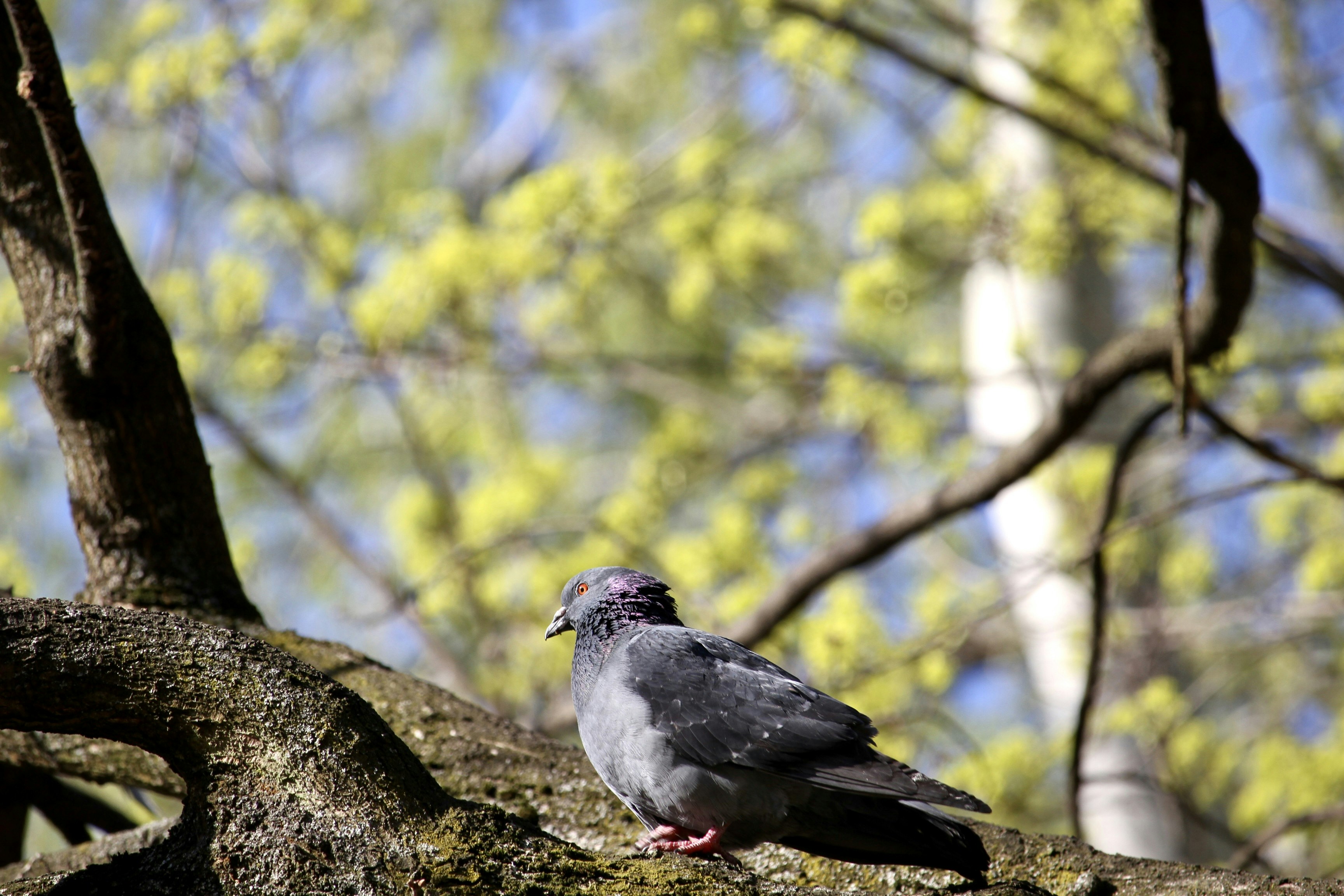 Pigeon perched on tree branch - Free Photo on Unsplash
