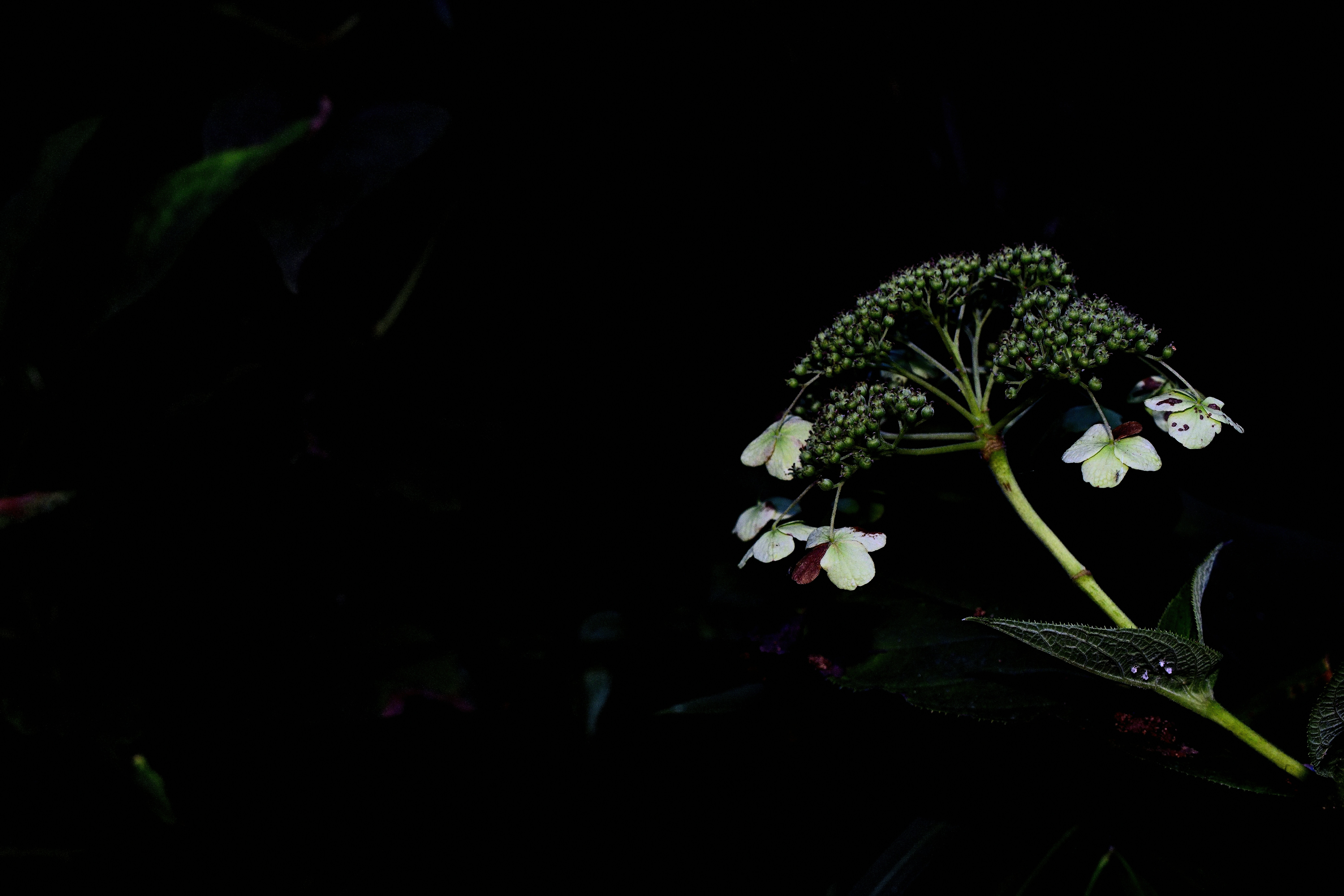 White hydrangea flowers on dark background - Free Photo on Unsplash