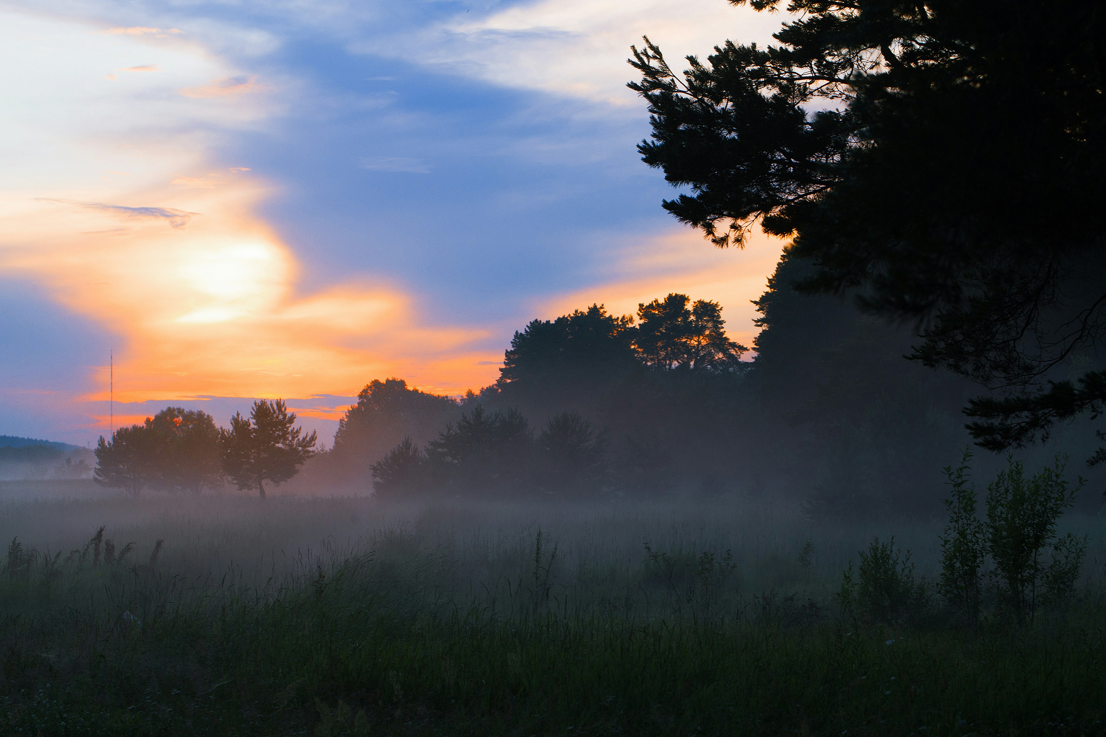 Misty meadow with silhouetted trees - Free Photo on Unsplash
