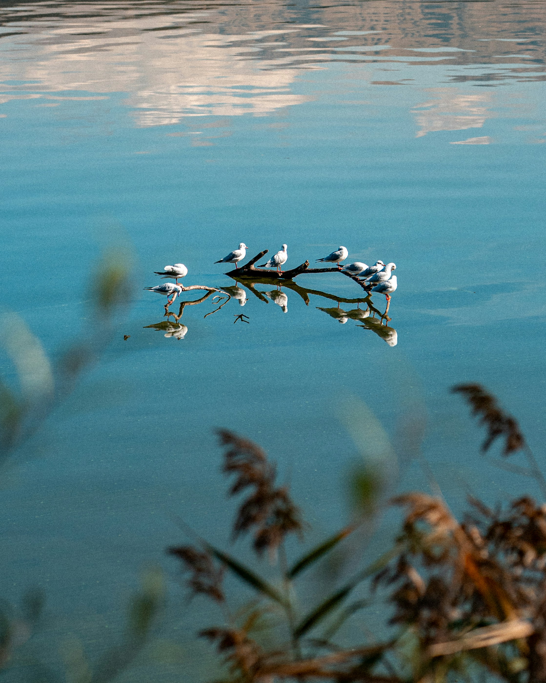 A group of seagulls perched on a submerged branch in calm blue water