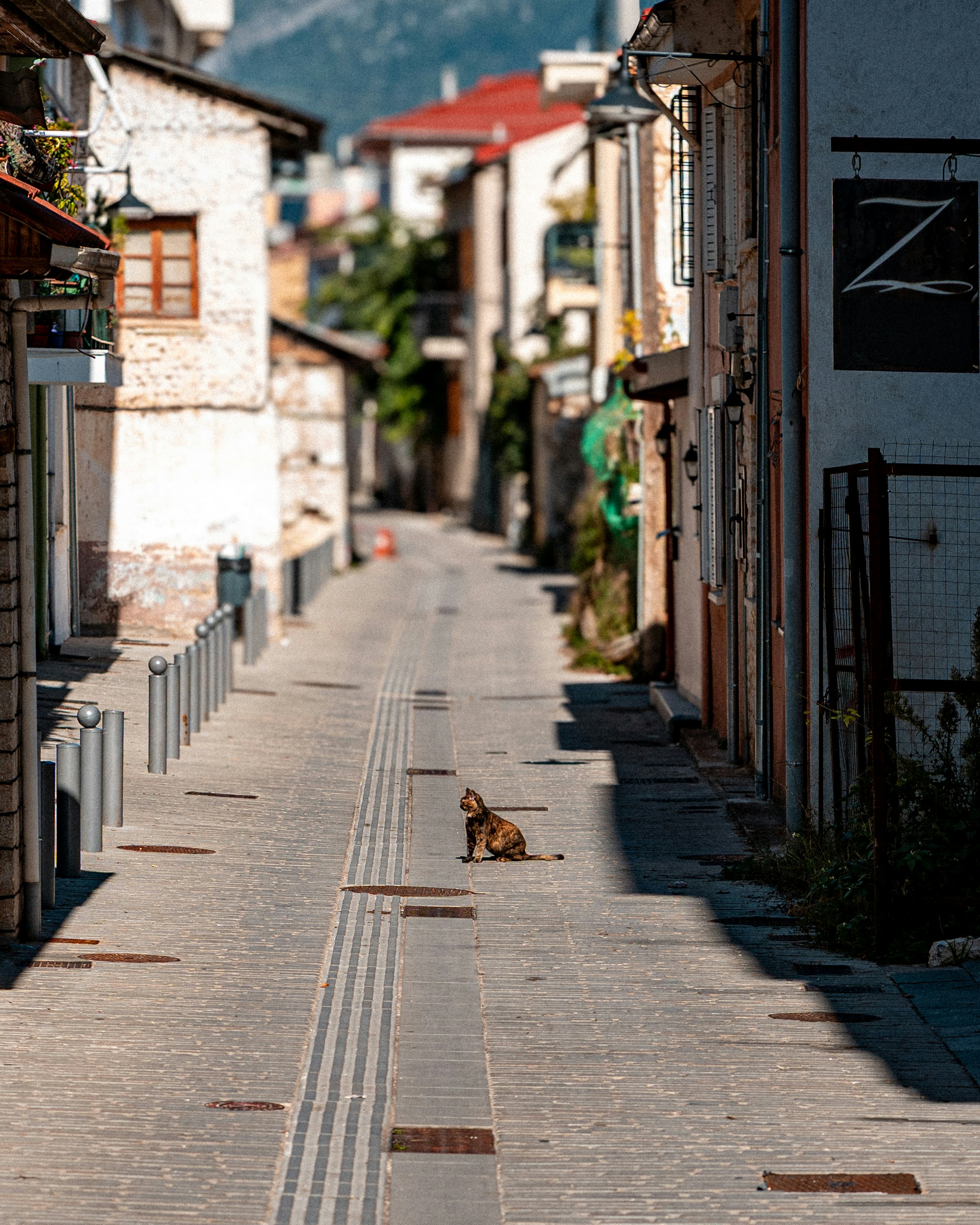 A tortoiseshell cat sitting in the middle of a narrow sunlit stone street