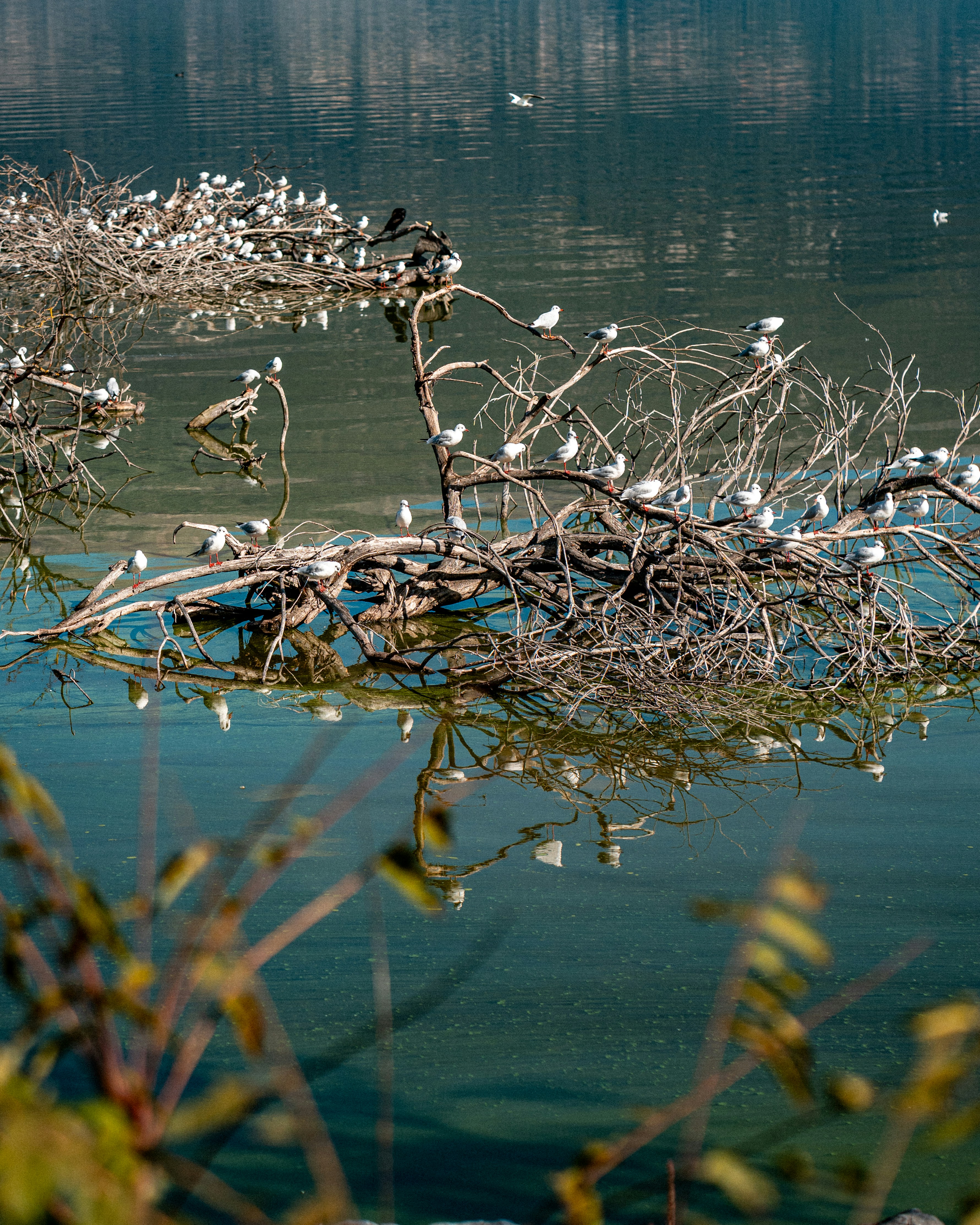 Many white seagulls perched on bare branches of a fallen tree in calm green water