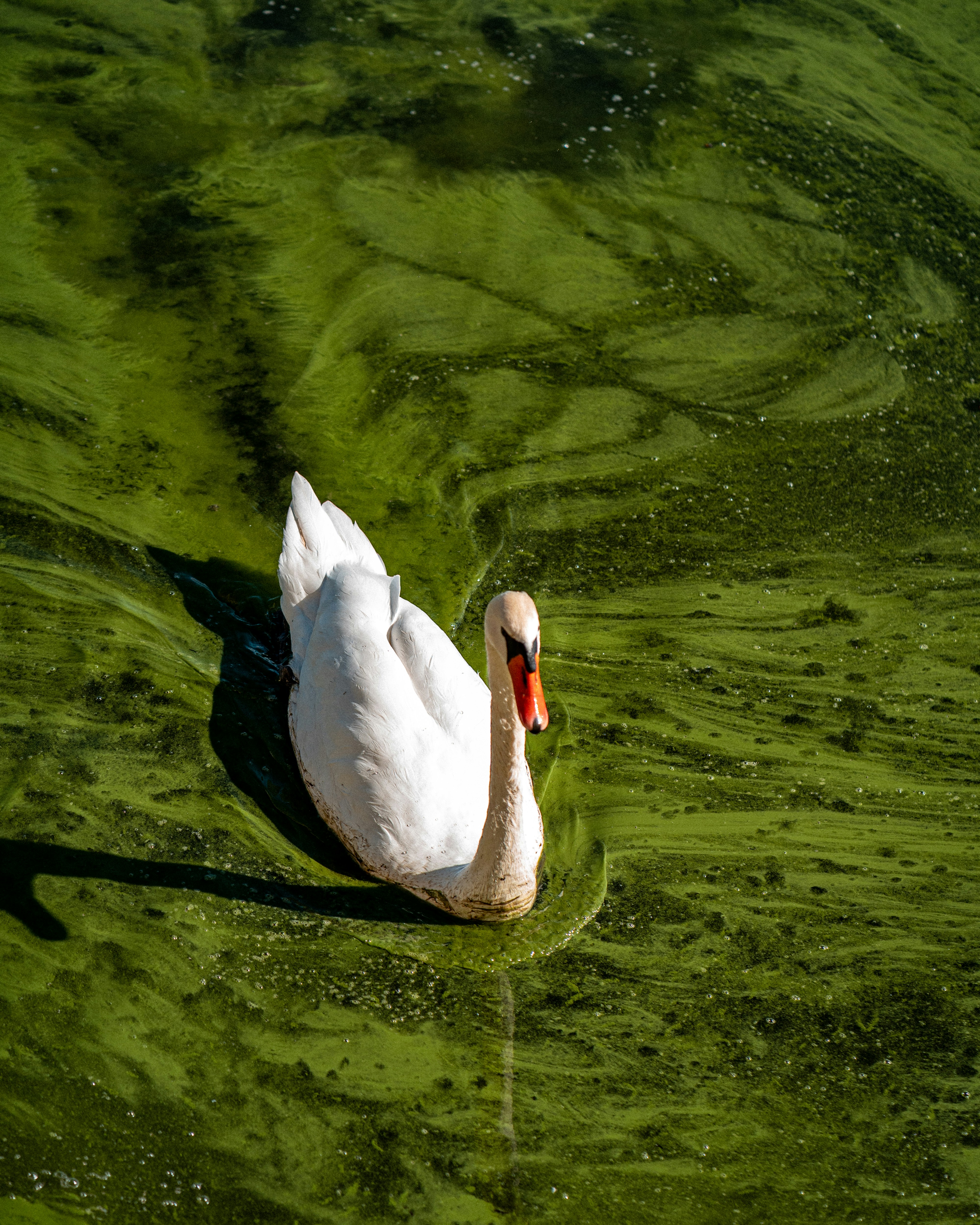 A white swan swimming through thick green algae on the surface of a pond