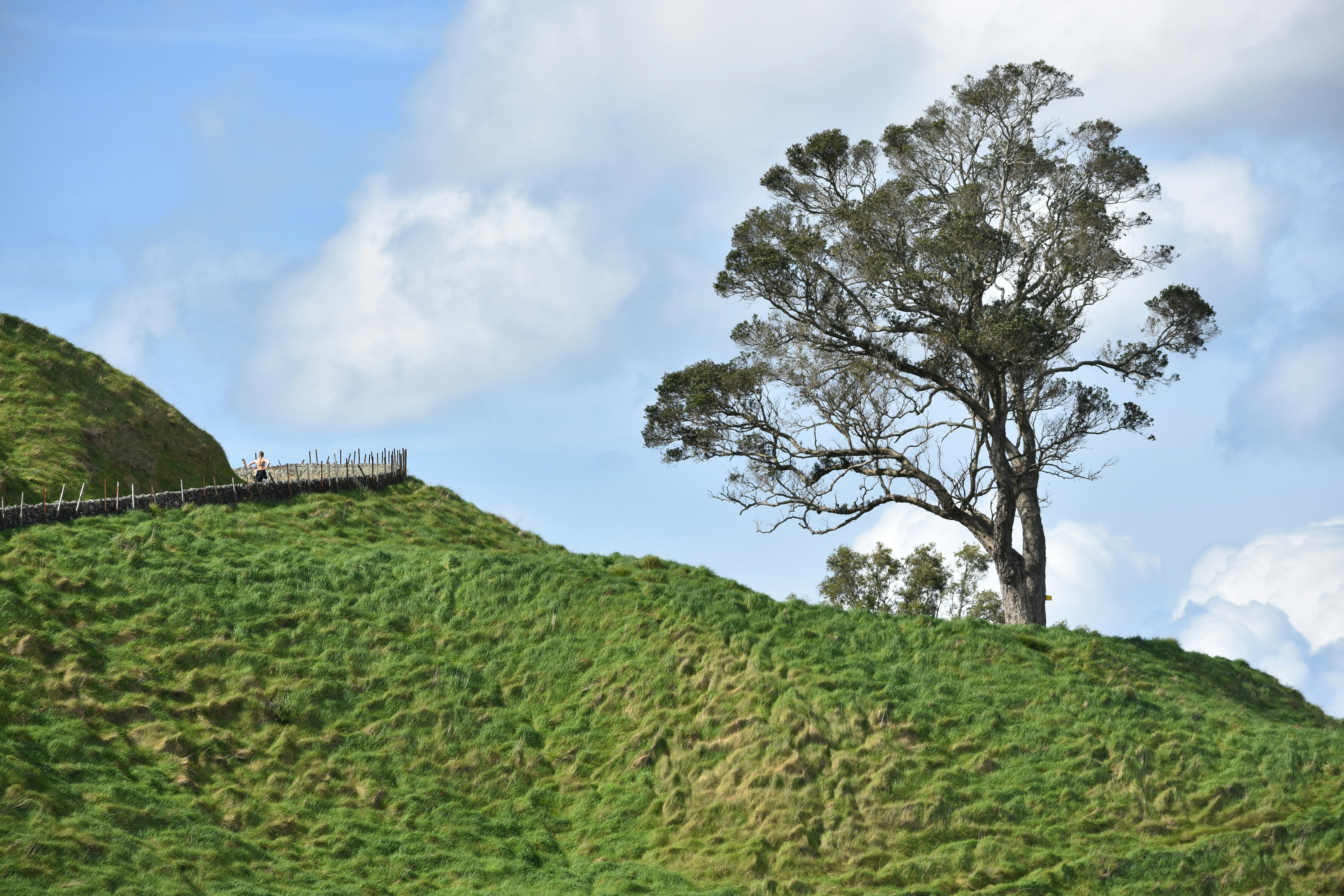 Large tree on grassy hill - Free Photo on Unsplash