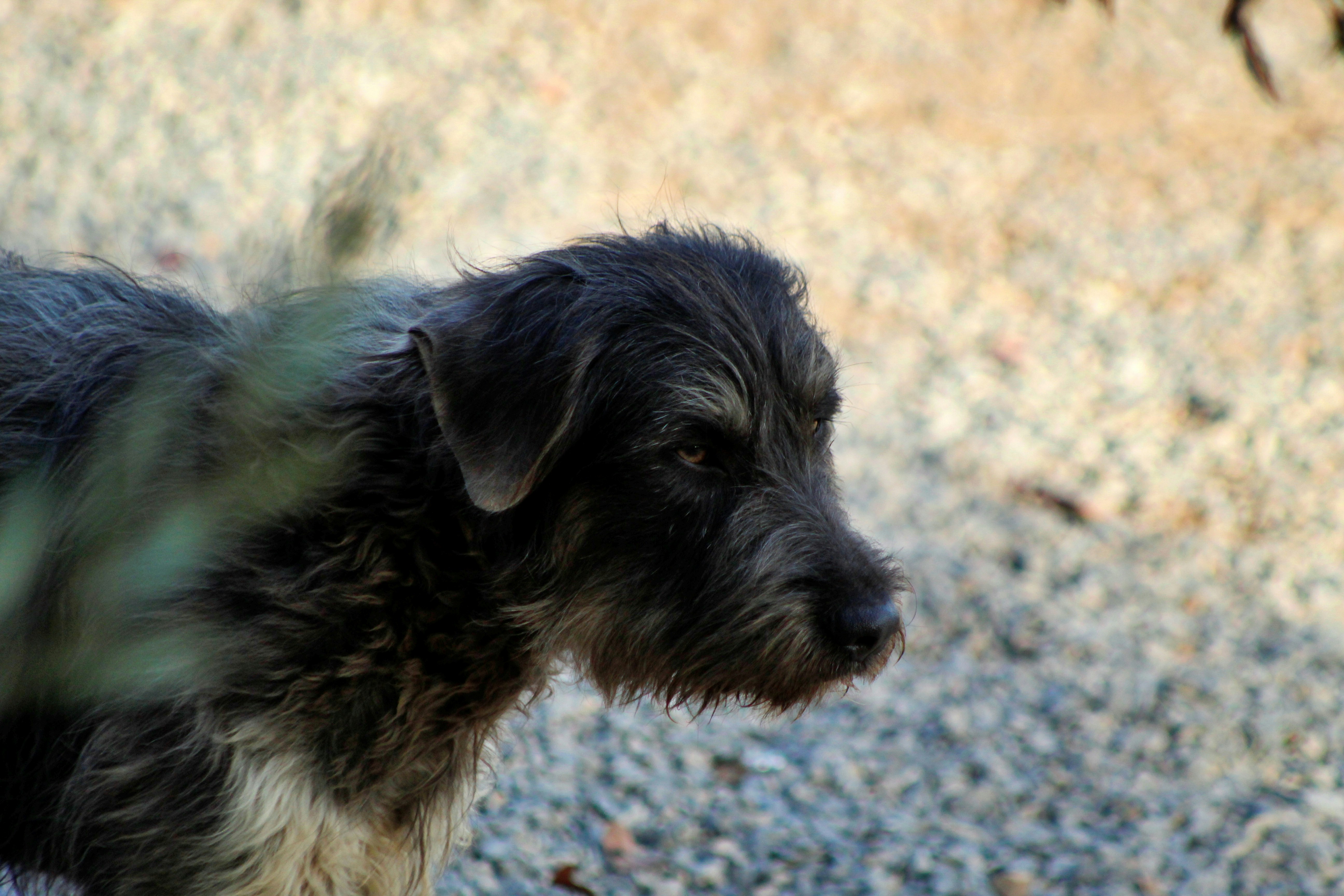 Scruffy dog with wiry coat - Free Photo on Unsplash