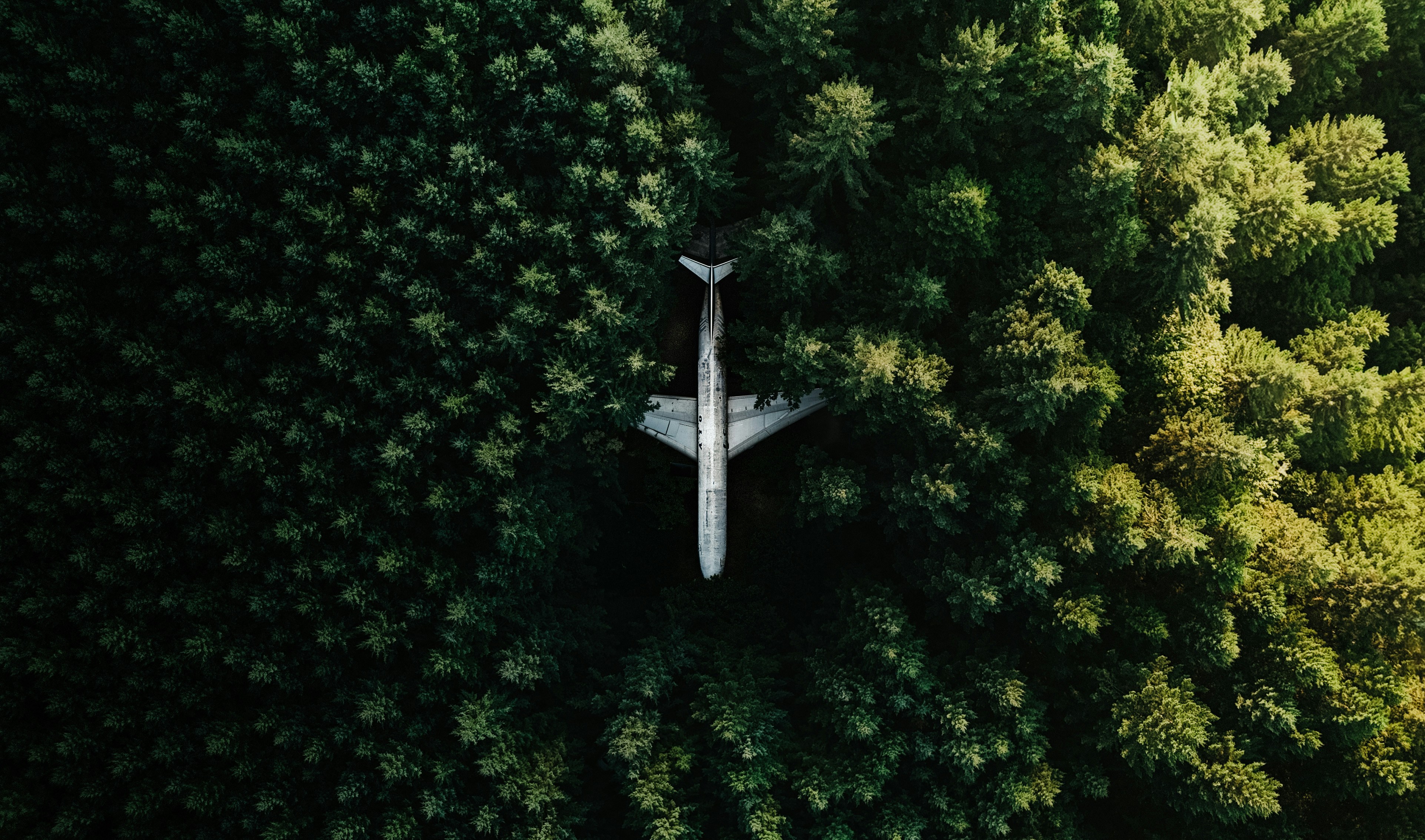 Abandoned airplane in dense forest - Free Photo on Unsplash