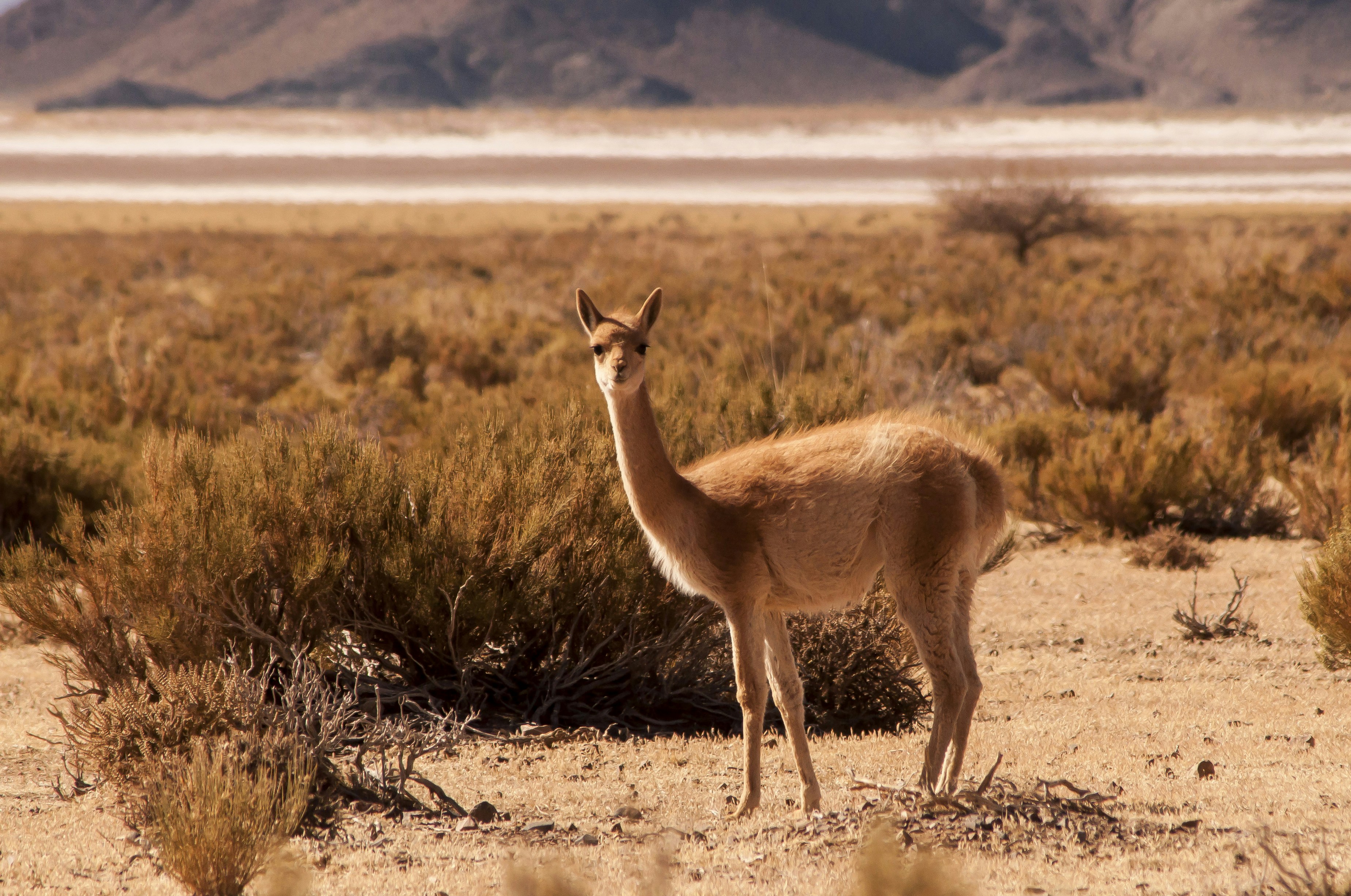 Vicuña in dry arid landscape - Free Photo on Unsplash