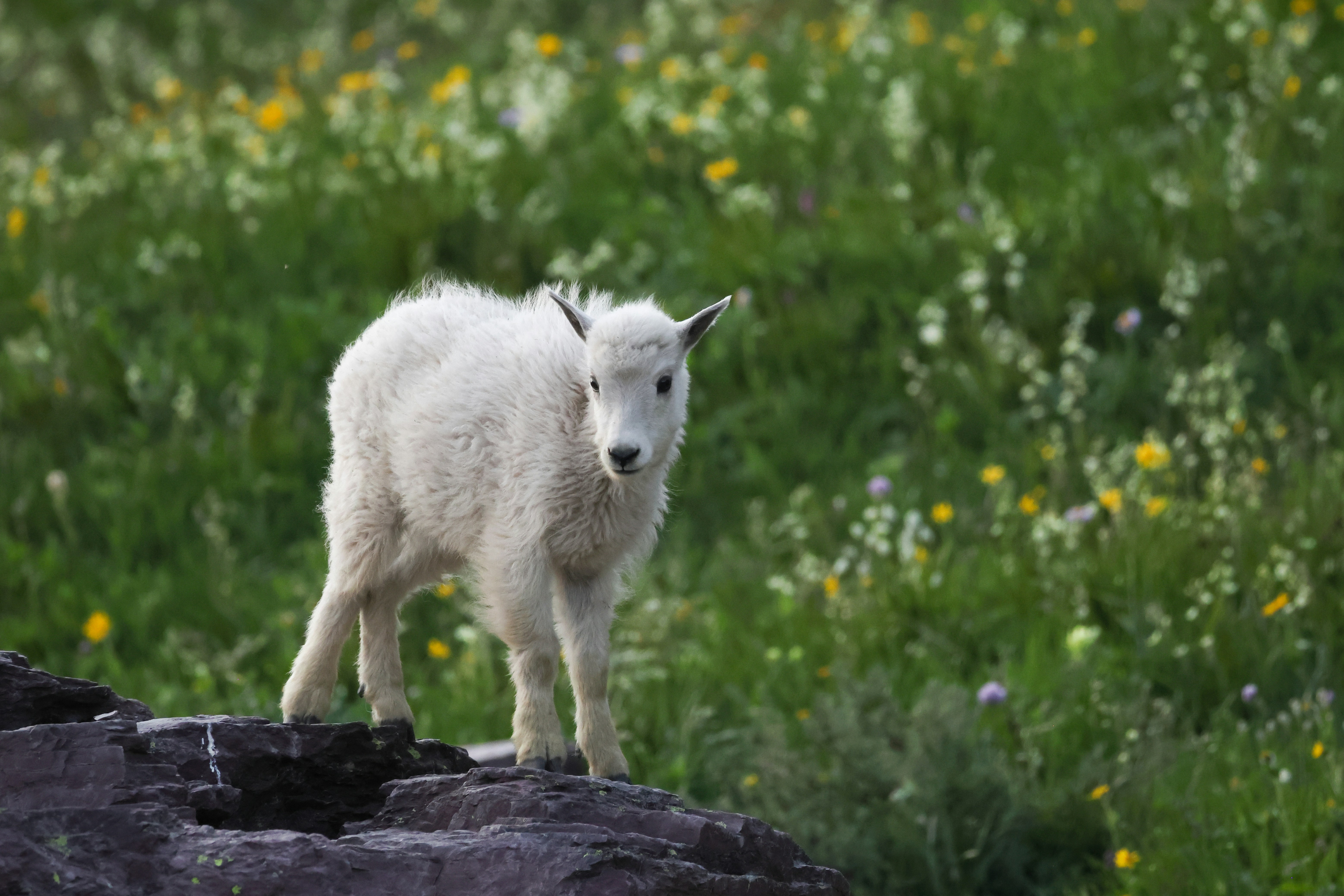 Mountain goat kid on rocky outcrop - Free Photo on Unsplash