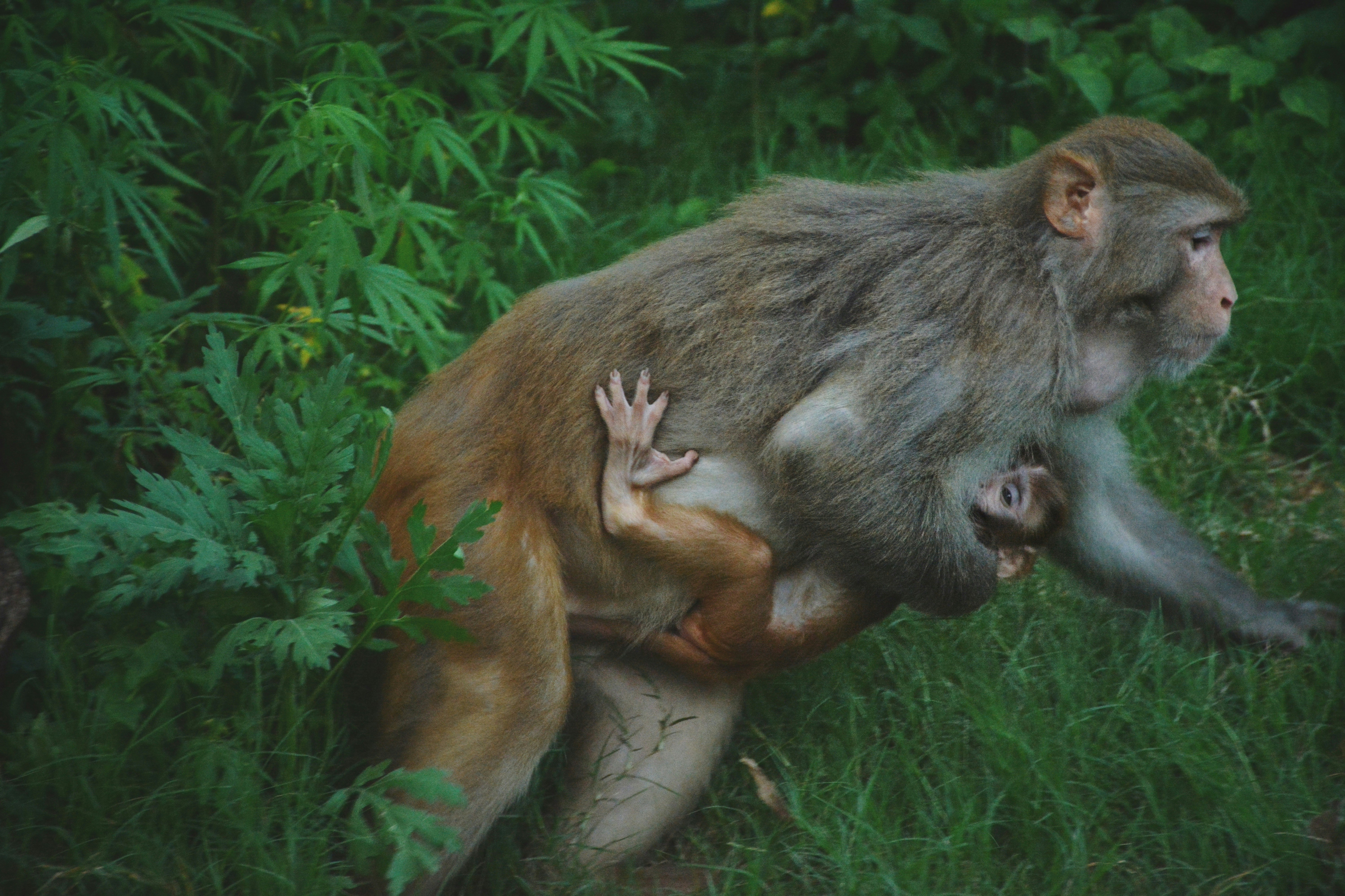 Rhesus macaque carrying baby in foliage - Free Photo on Unsplash