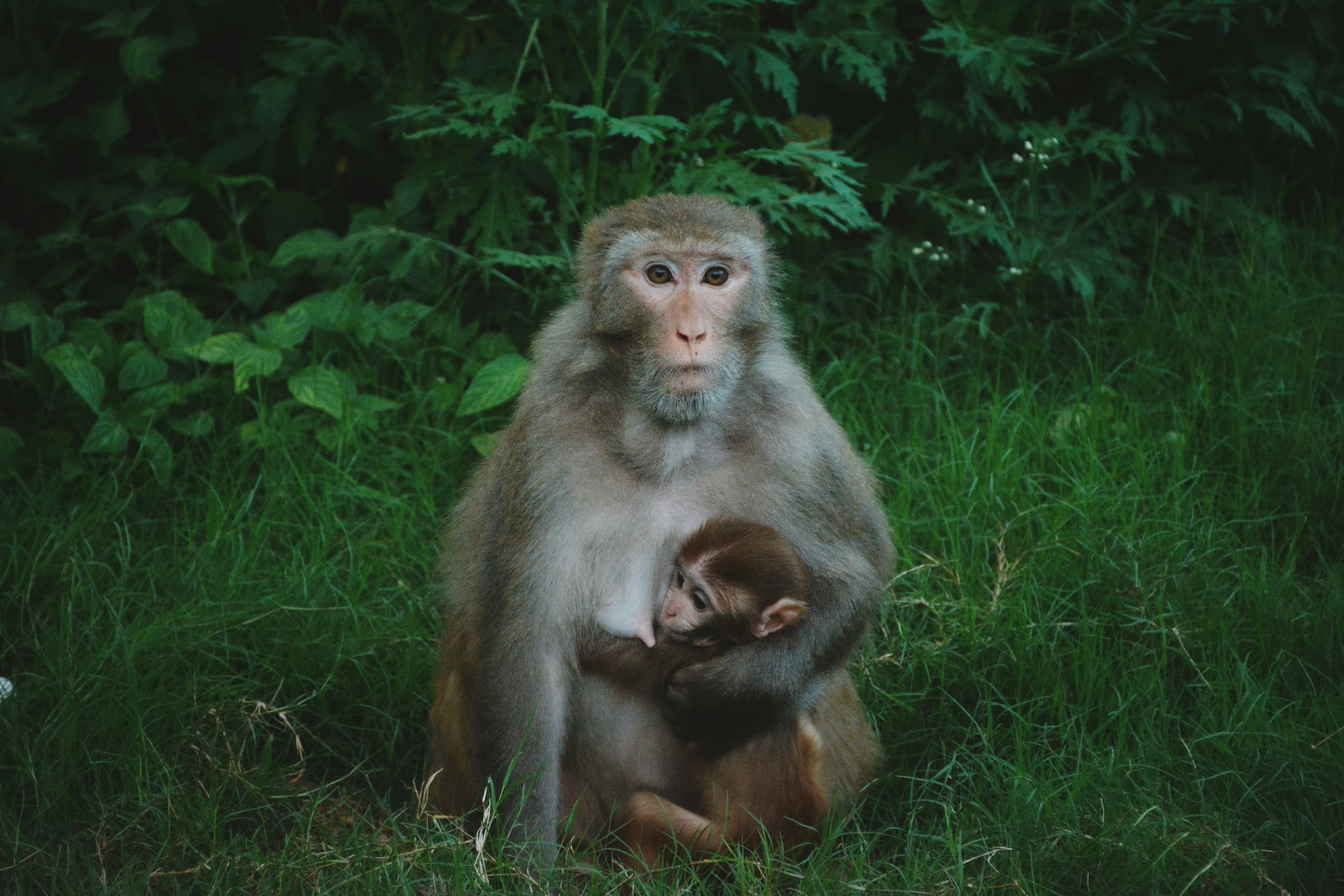 Rhesus macaque mother holding baby - Free Photo on Unsplash