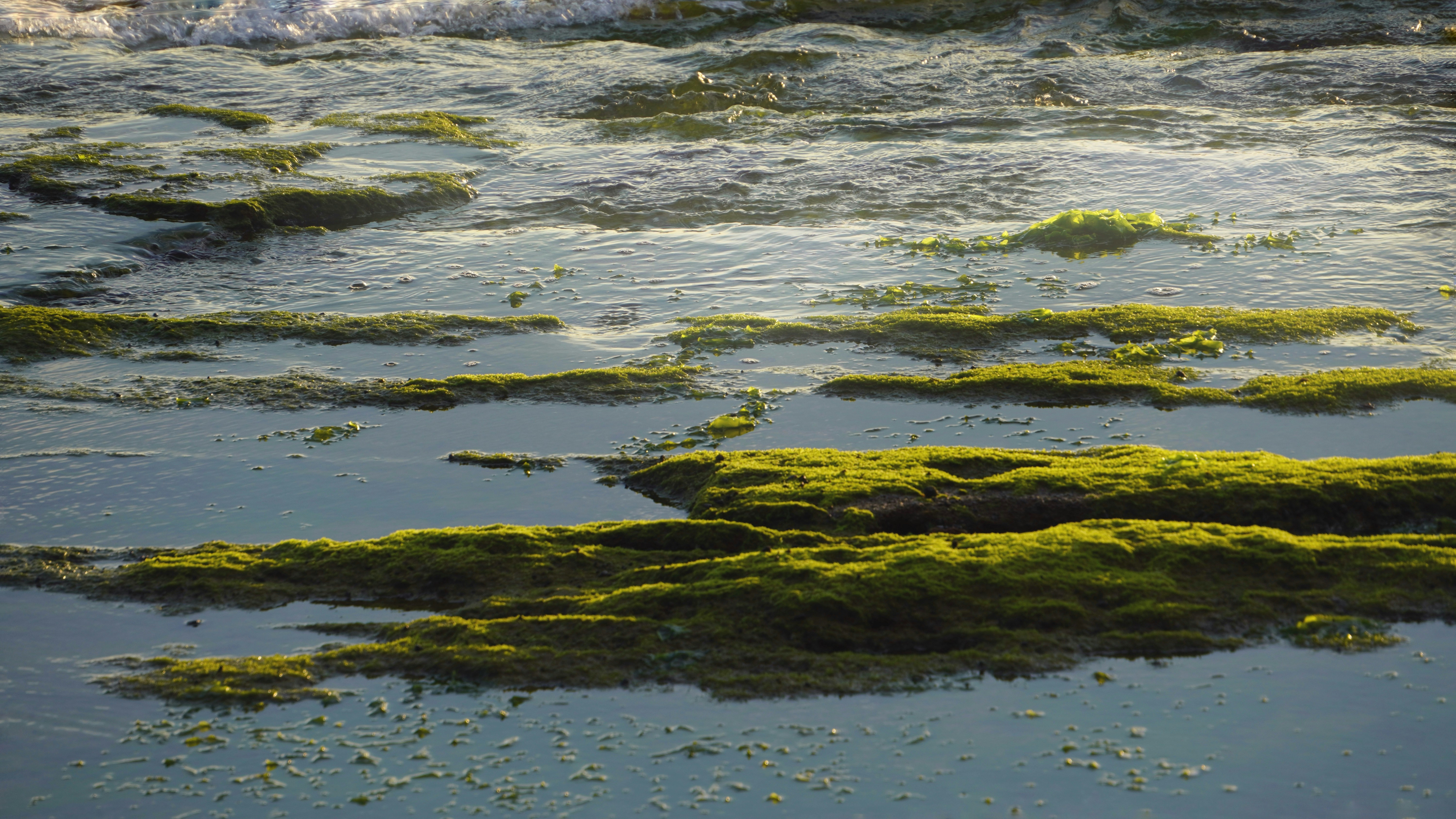 Mossy rocks in shallow tide pools - Free Photo on Unsplash