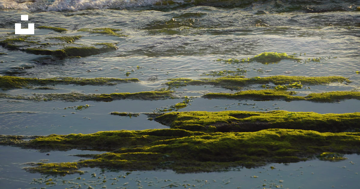 Green Rooftop With Pool Mossy rocks in shallow tide pools - Free Photo on Unsplash