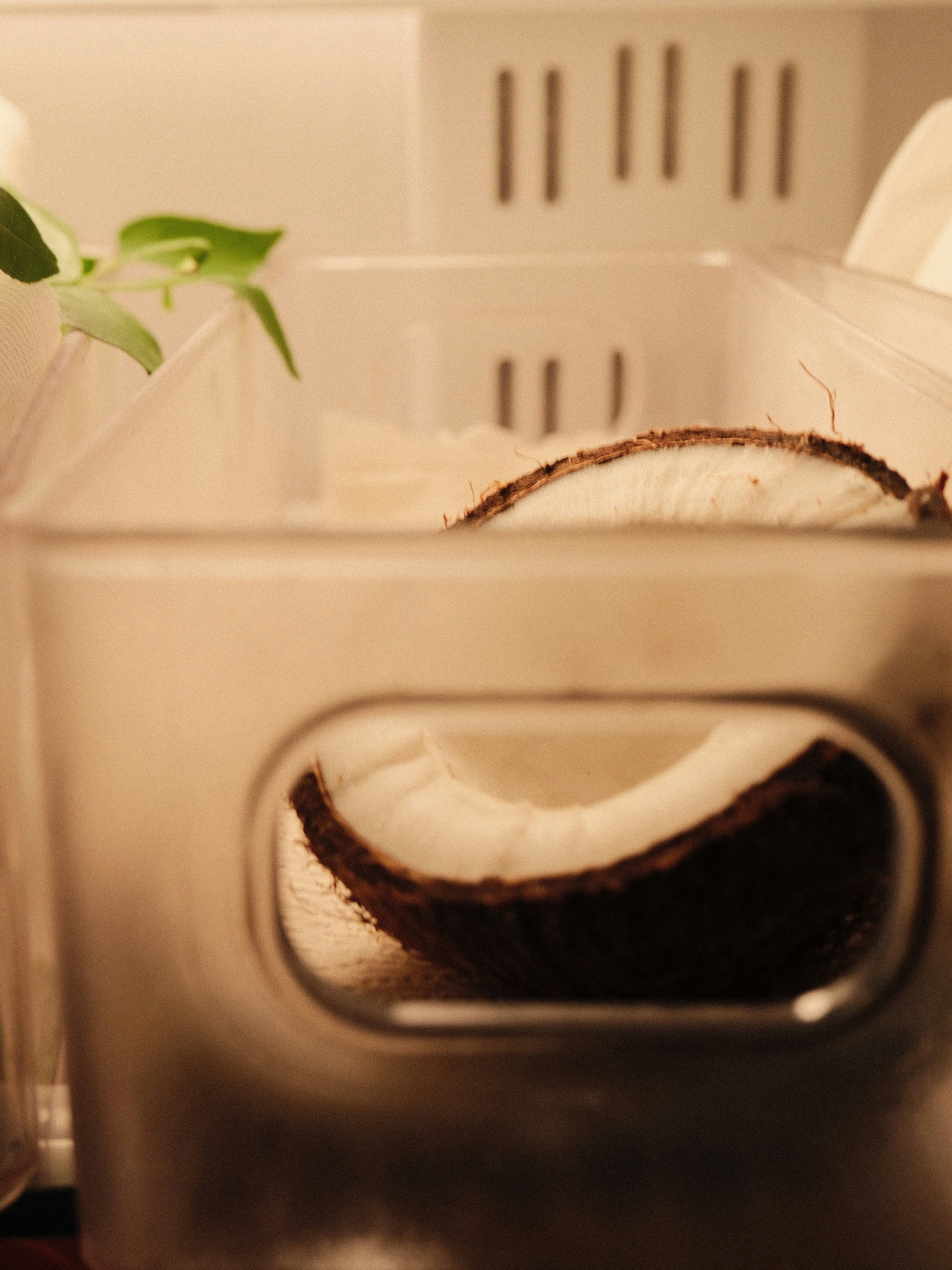 Halved coconut in refrigerator storage bin - Free Photo on Unsplash