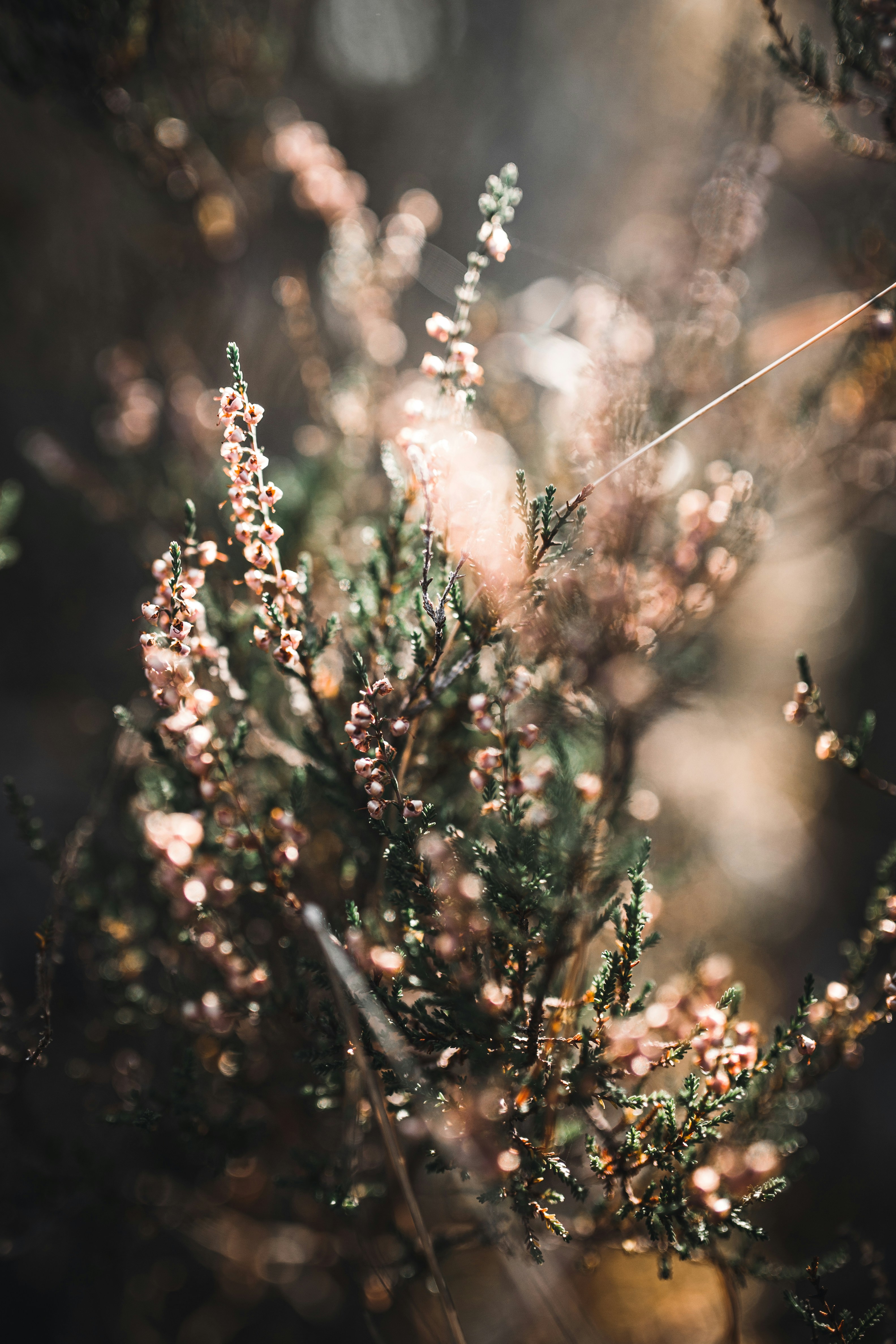 Pink heather flowers on green shrub - Free Photo on Unsplash