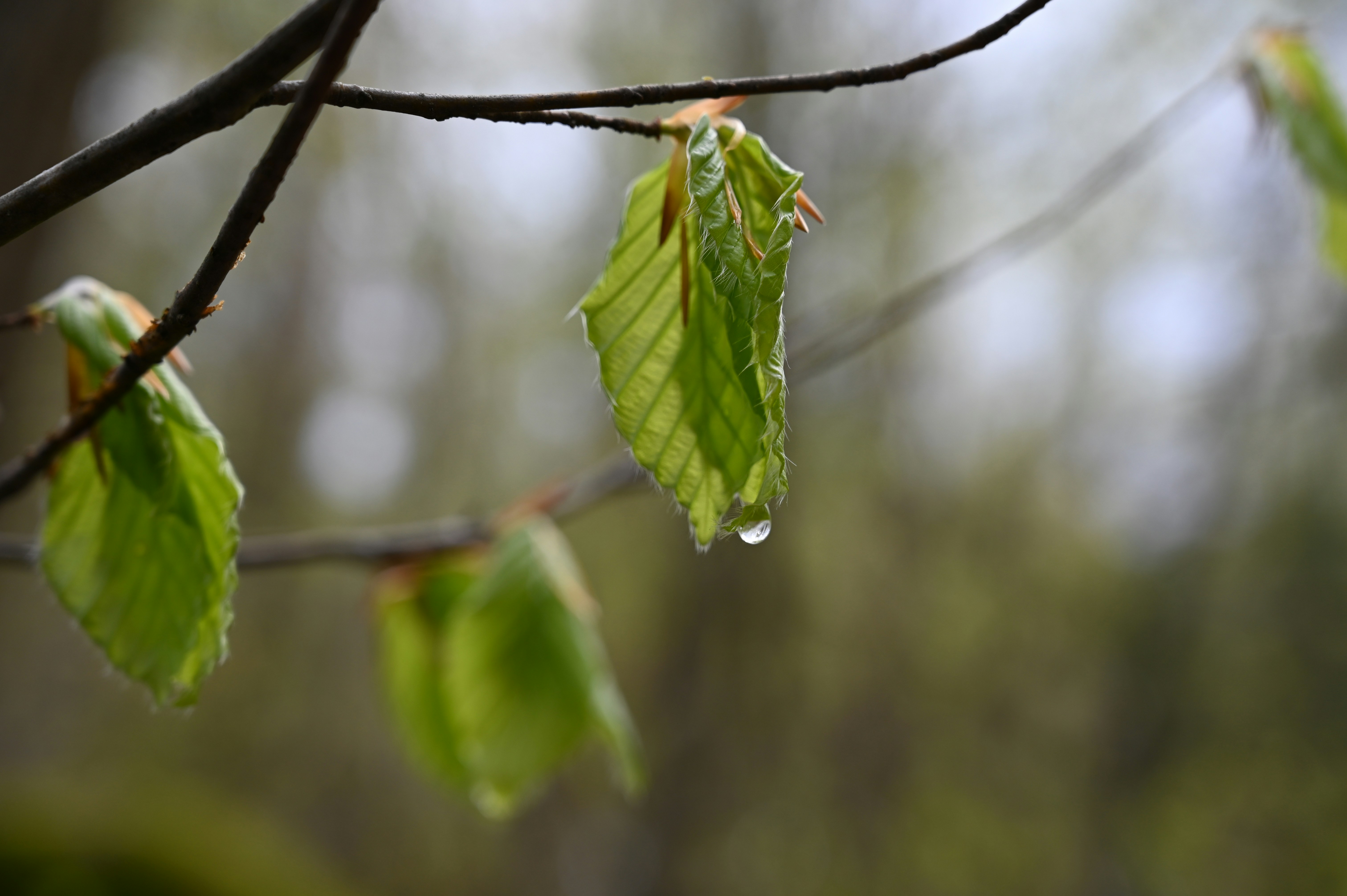 Raindrop on fresh green beech leaf - Free Photo on Unsplash