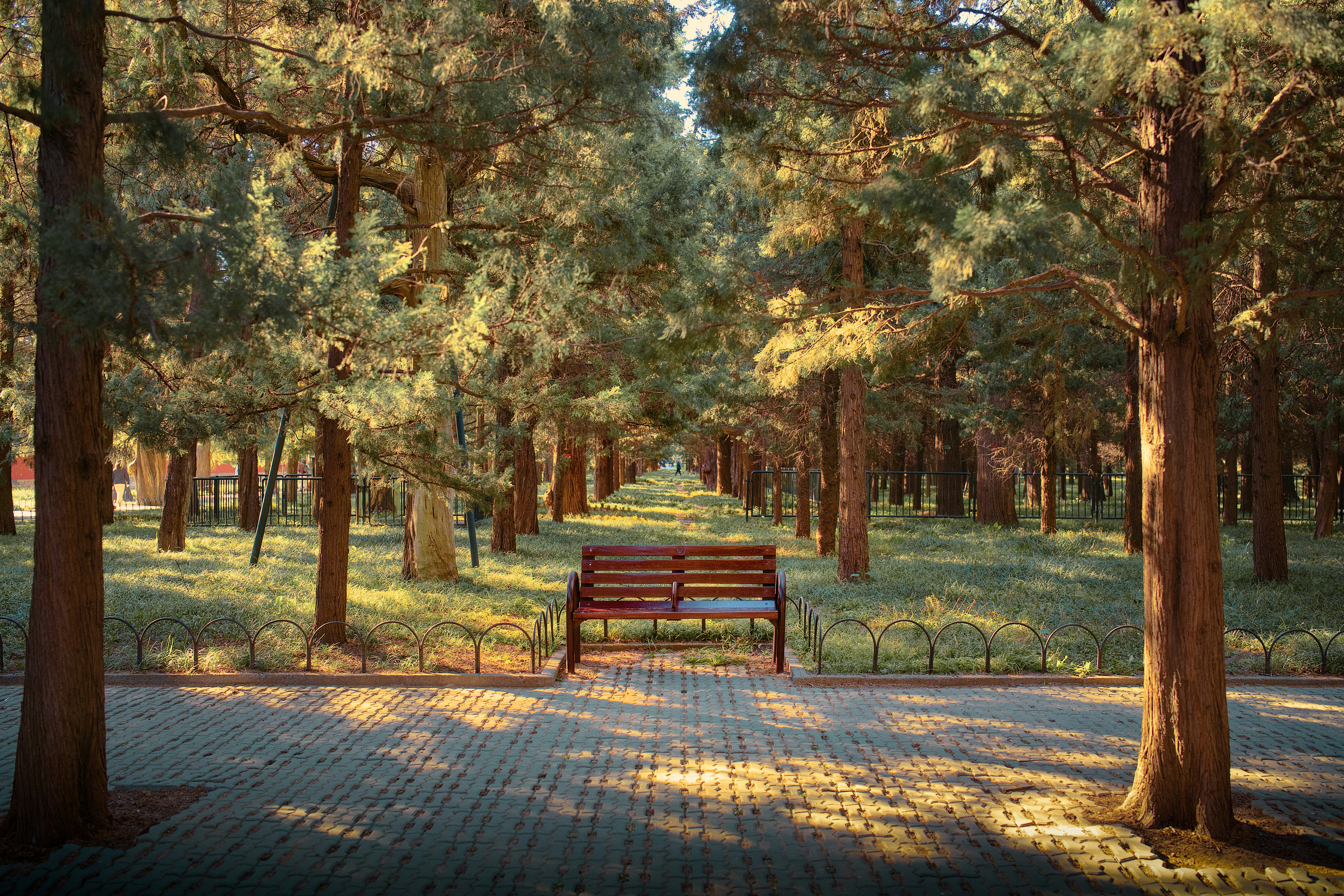 Wooden bench on tree lined path - Free Photo on Unsplash