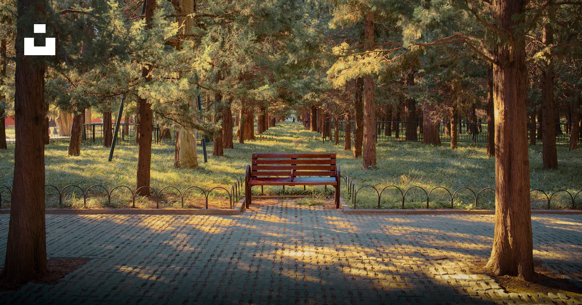 Bench Splash Wooden bench on tree lined path - Free Photo on Unsplash