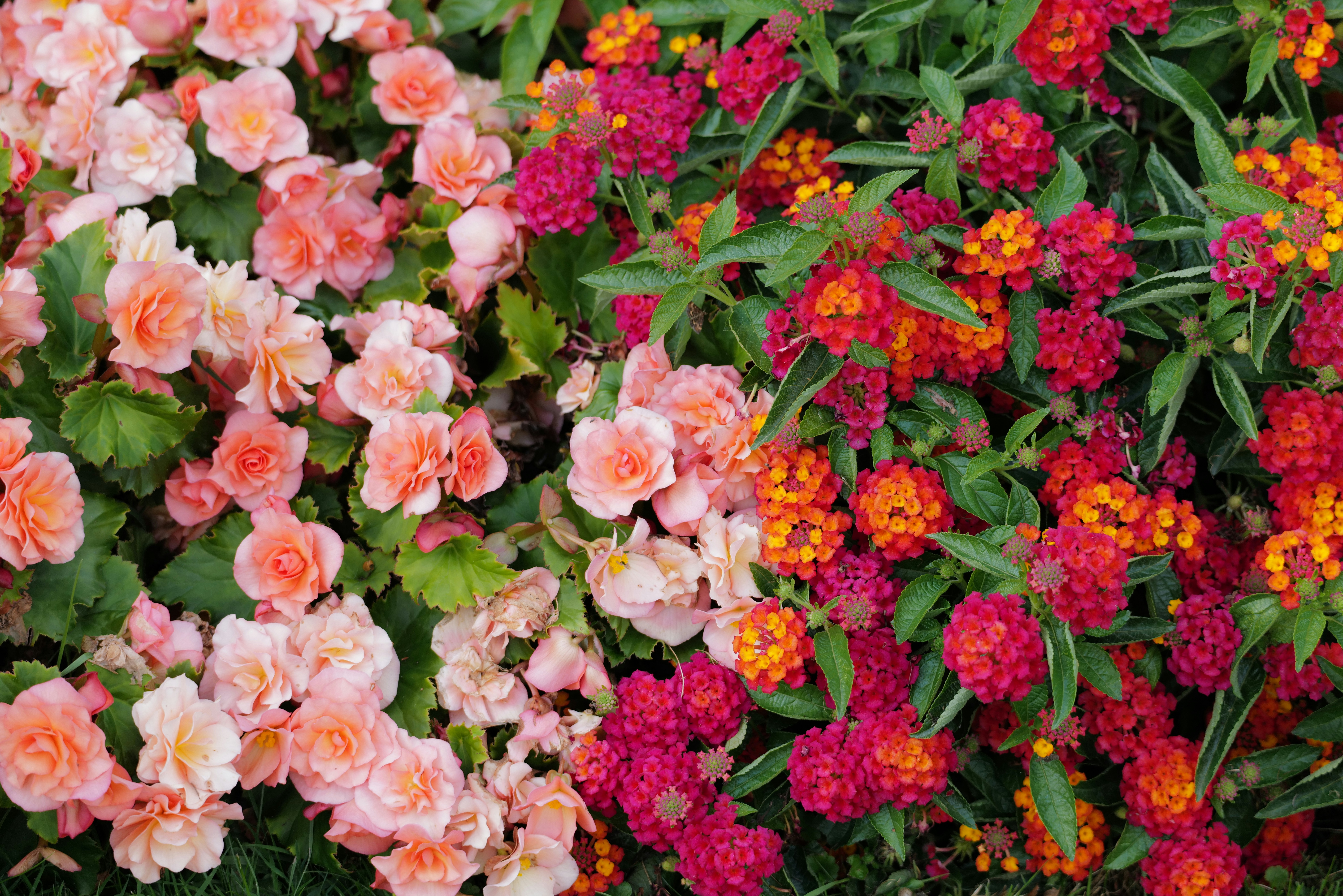 Pink begonias and red lantana flowers - Free Photo on Unsplash
