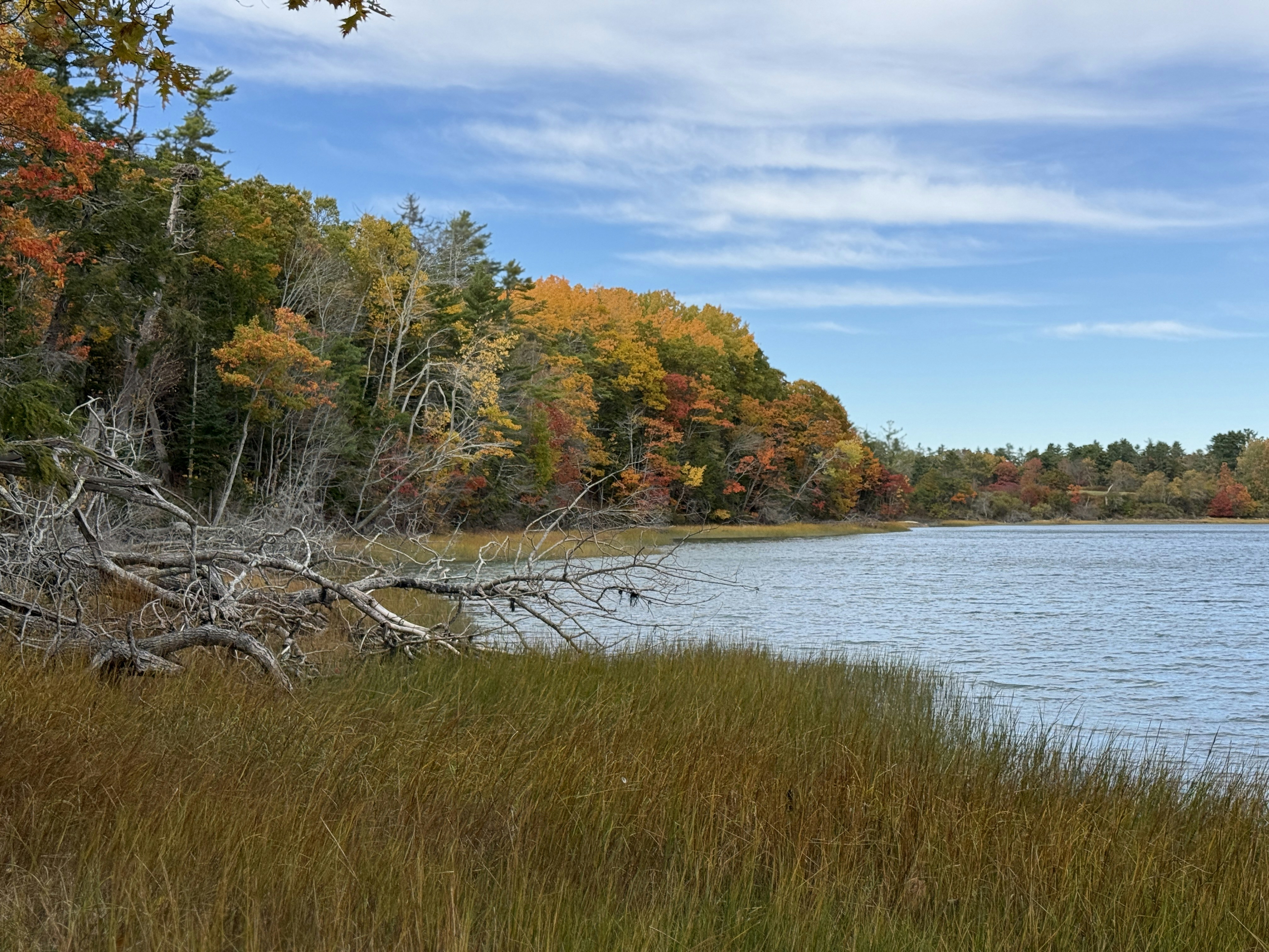 Fallen tree on autumn lake shore - Free Photo on Unsplash