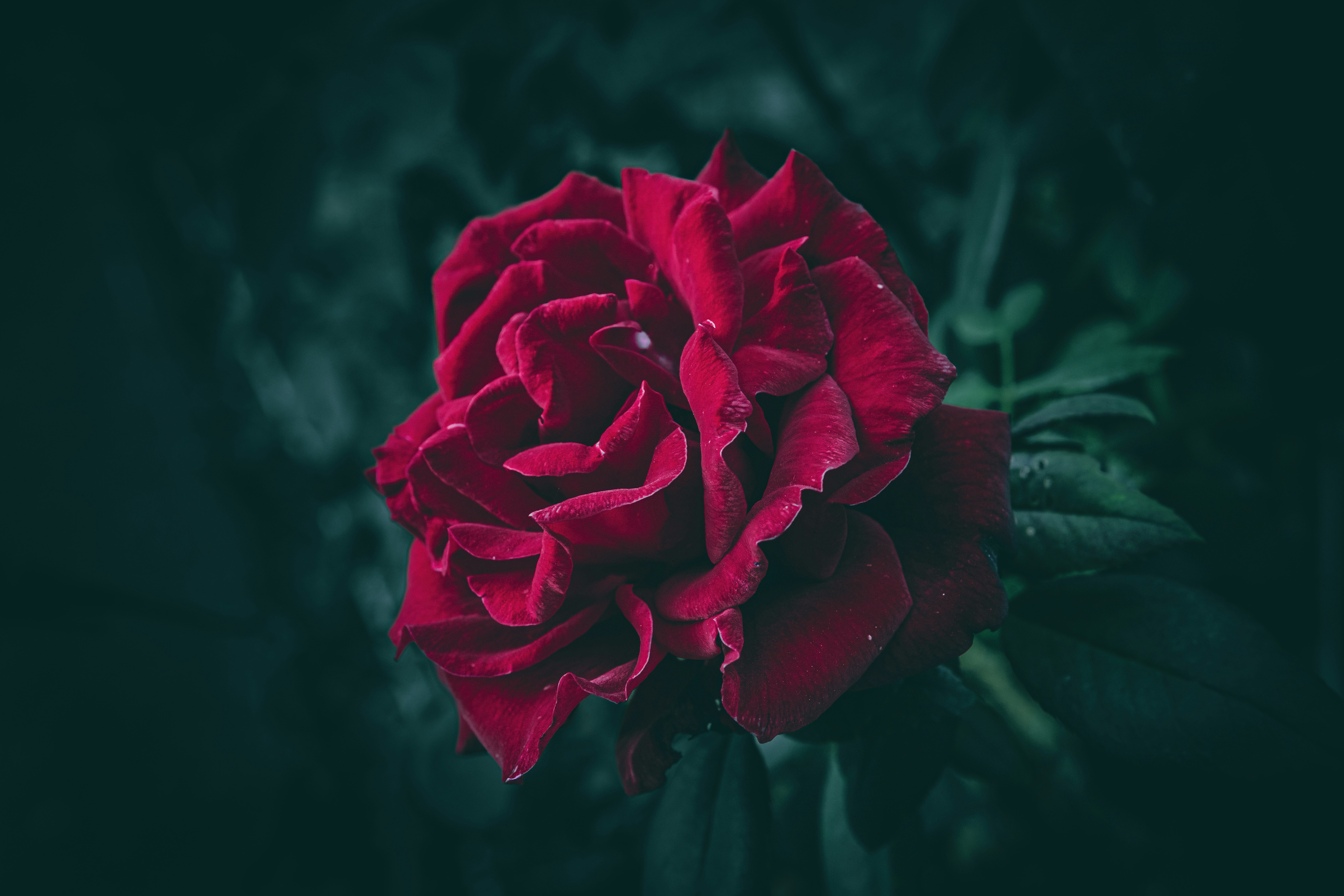 Deep red rose in moody light - Free Photo on Unsplash