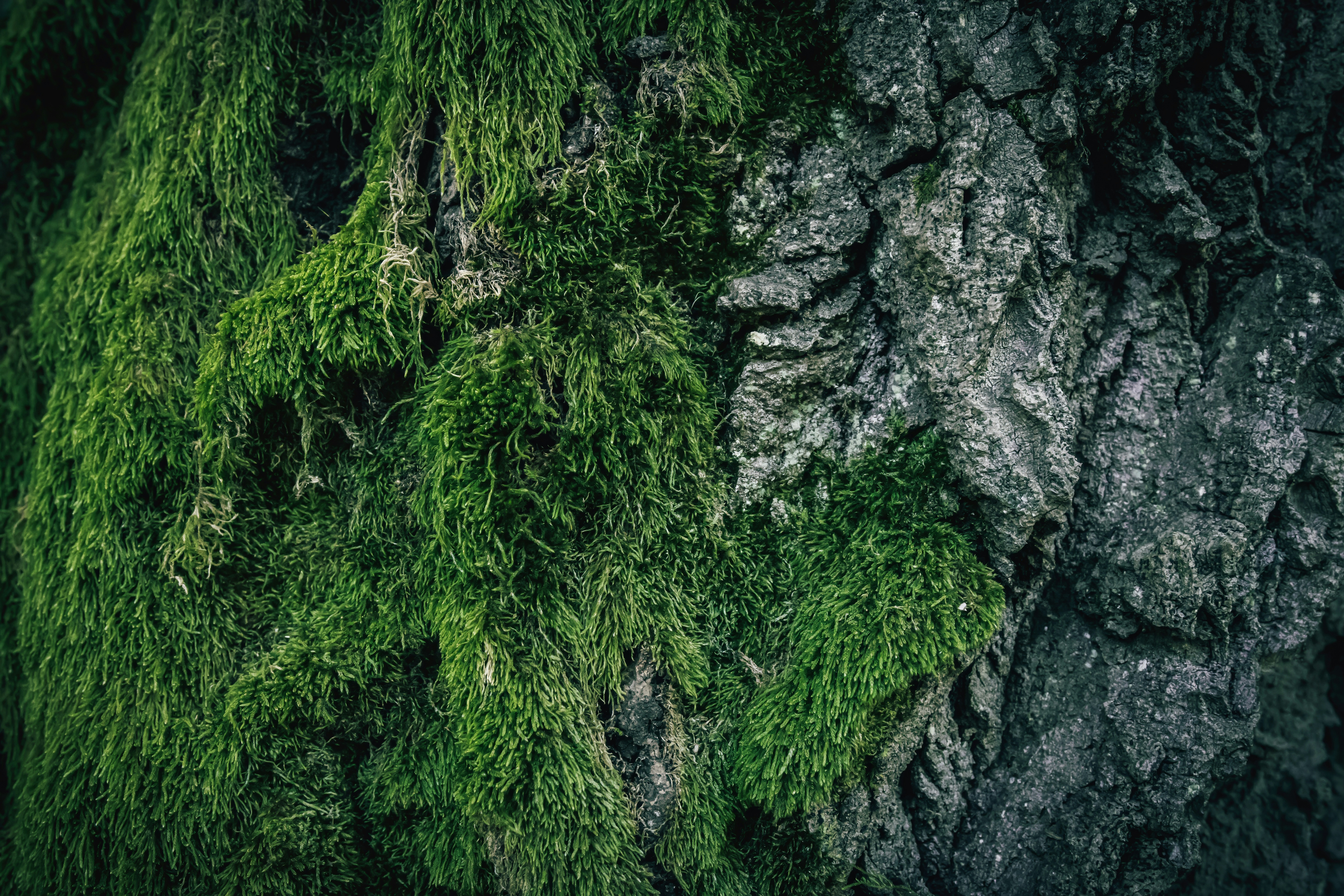 Green moss on tree bark - Free Photo on Unsplash