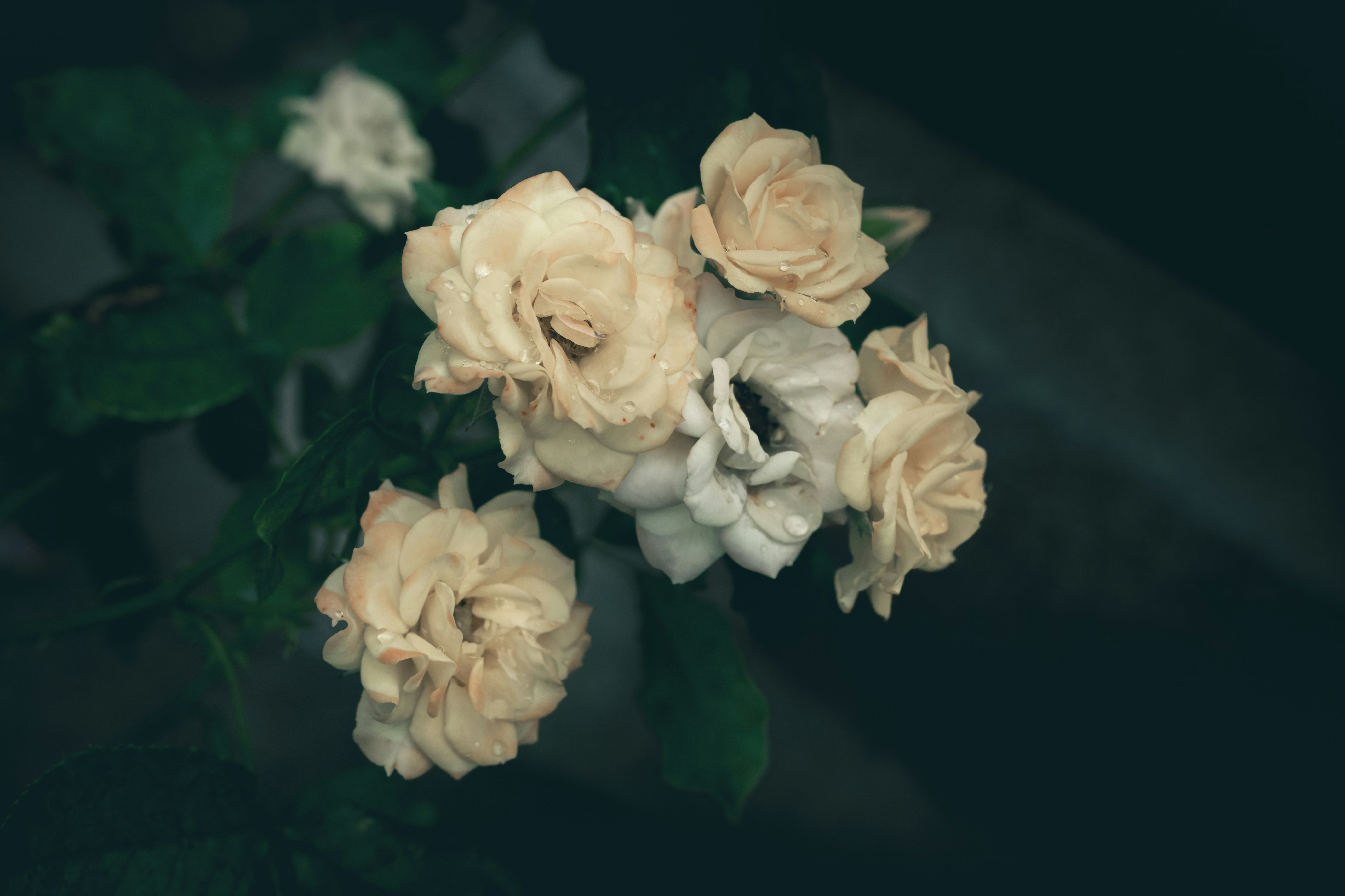 Pale cream roses with water droplets - Free Photo on Unsplash