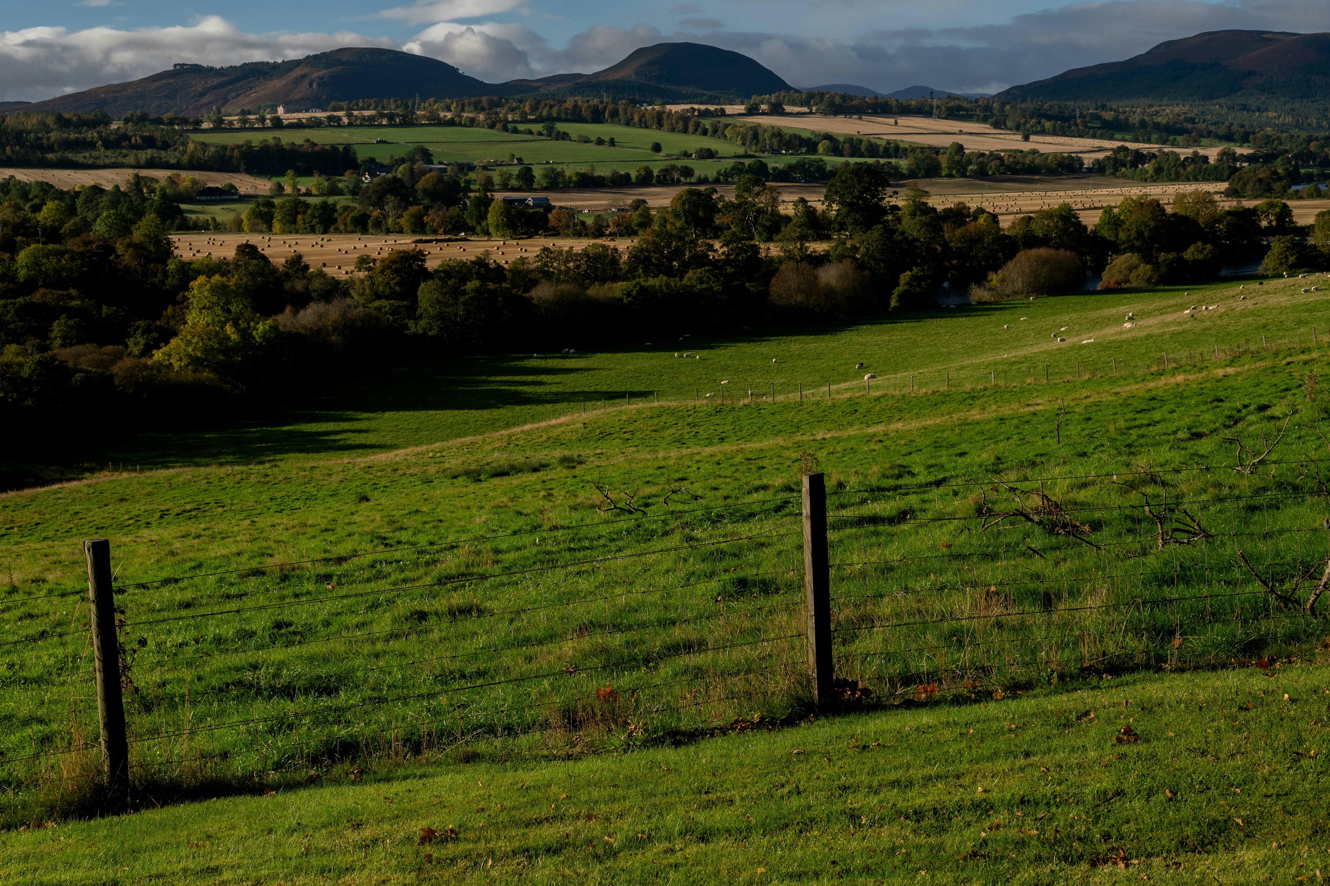 Sheep grazing in green mountain pasture - Free Photo on Unsplash
