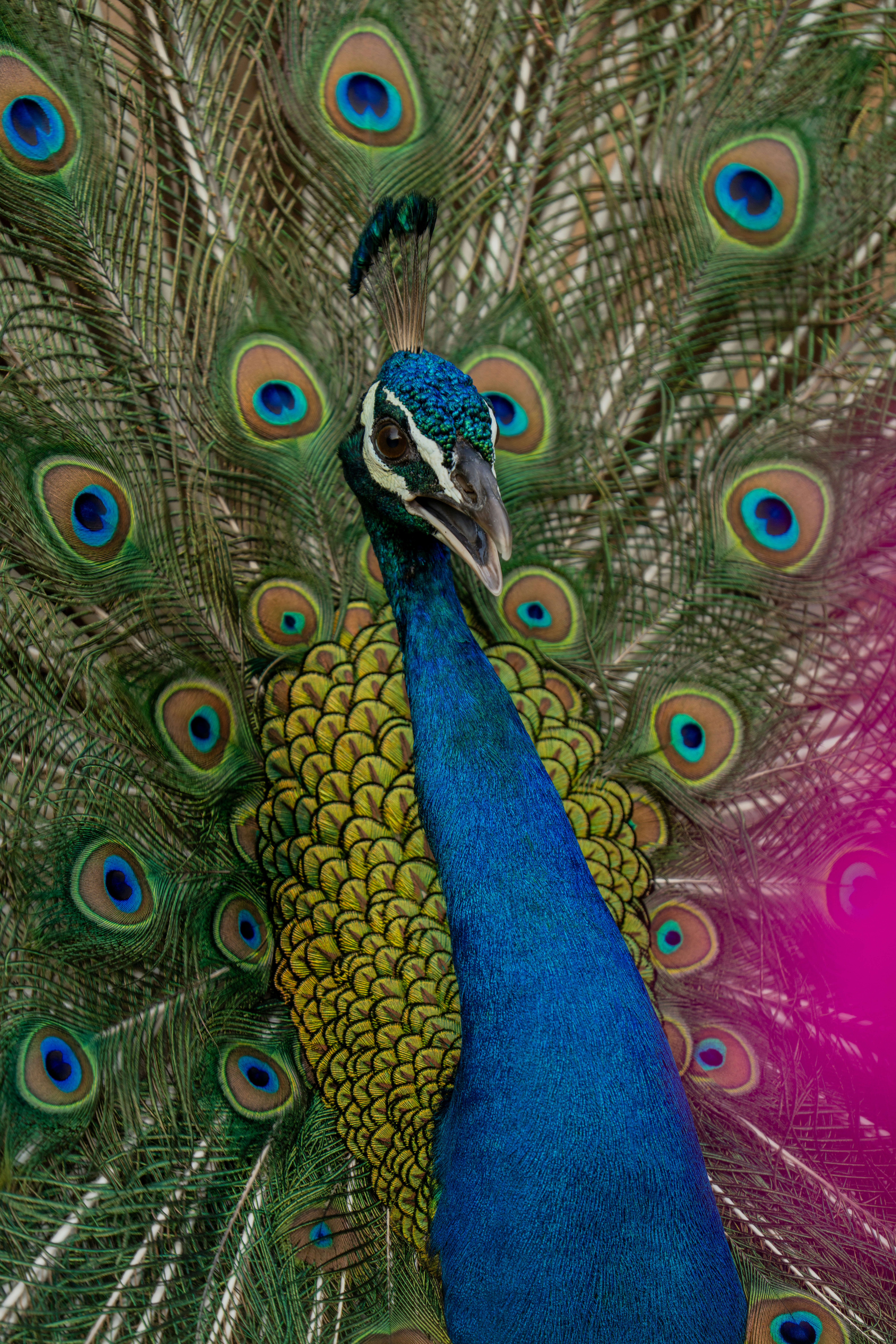 Peacock with fanned iridescent tail feathers - Free Photo on Unsplash