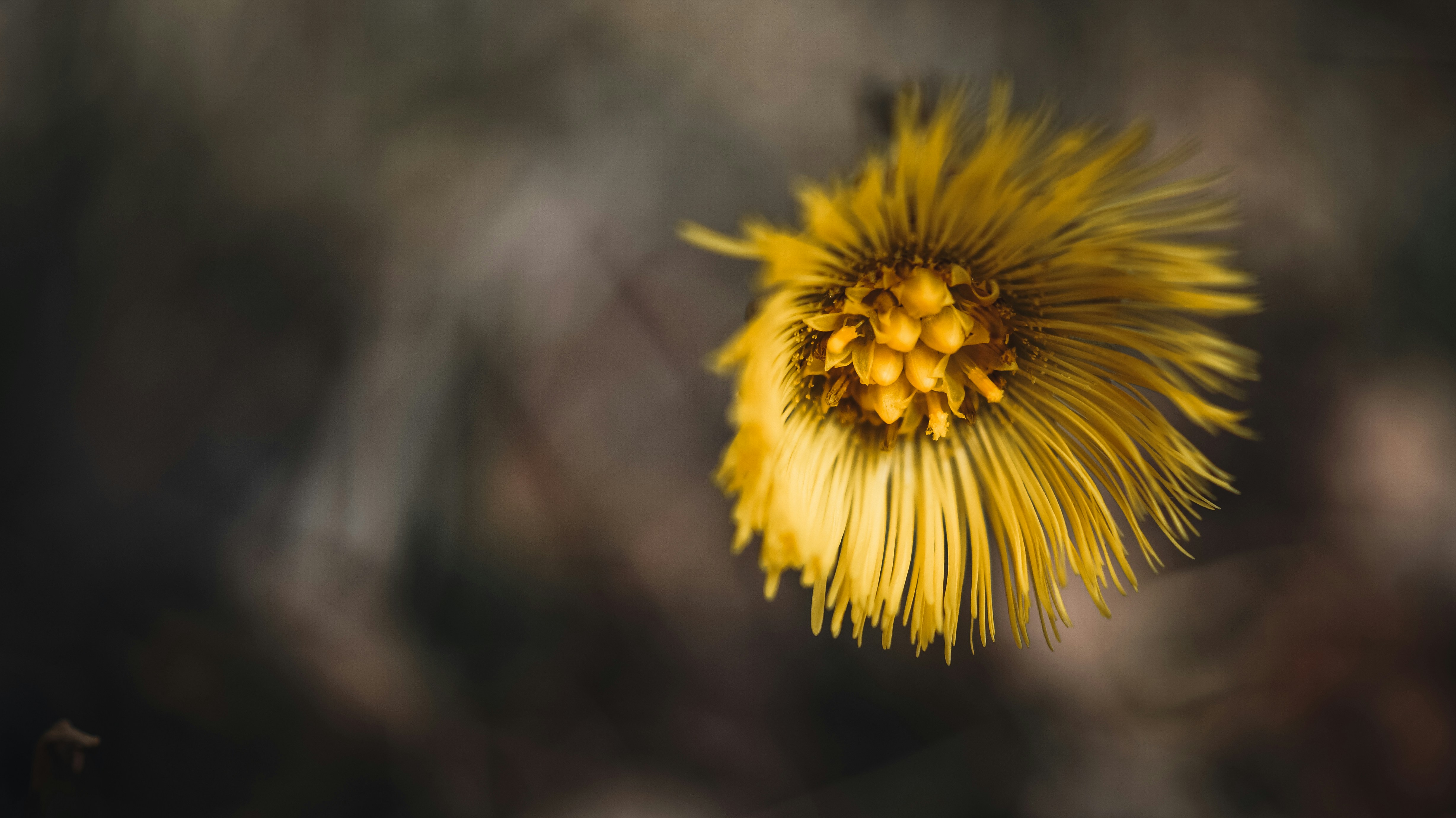 Yellow coltsfoot flower in macro - Free Photo on Unsplash