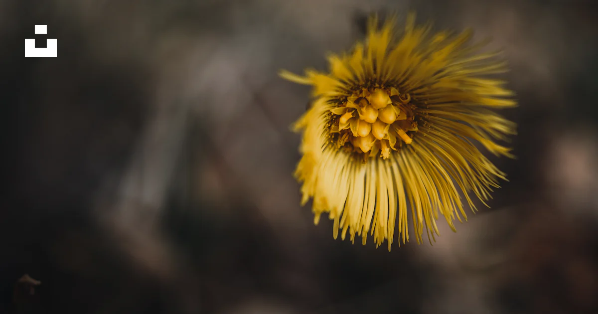 Macrocs Icon Yellow coltsfoot flower in macro - Free Photo on Unsplash