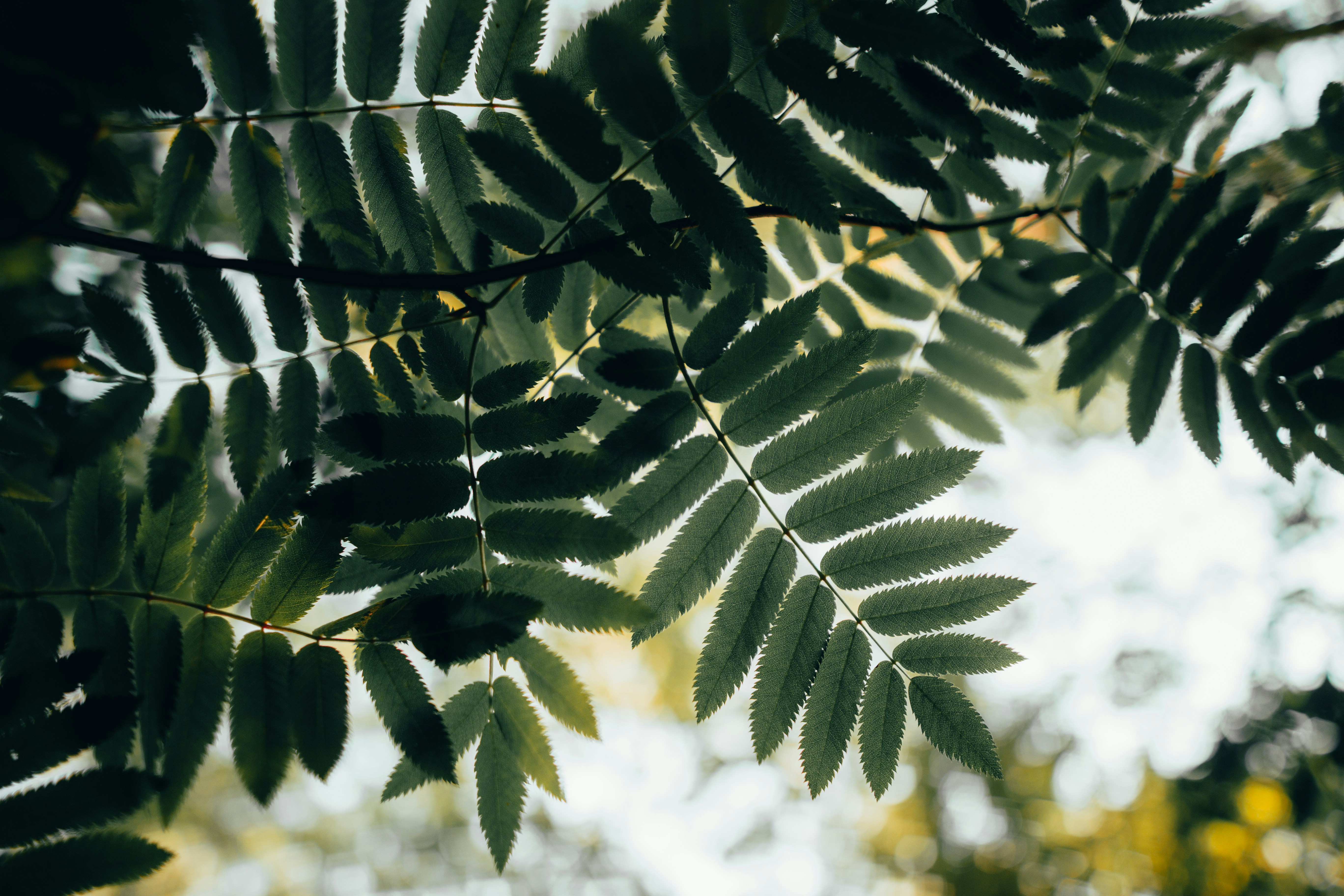 Green pinnate leaves in soft light - Free Photo on Unsplash