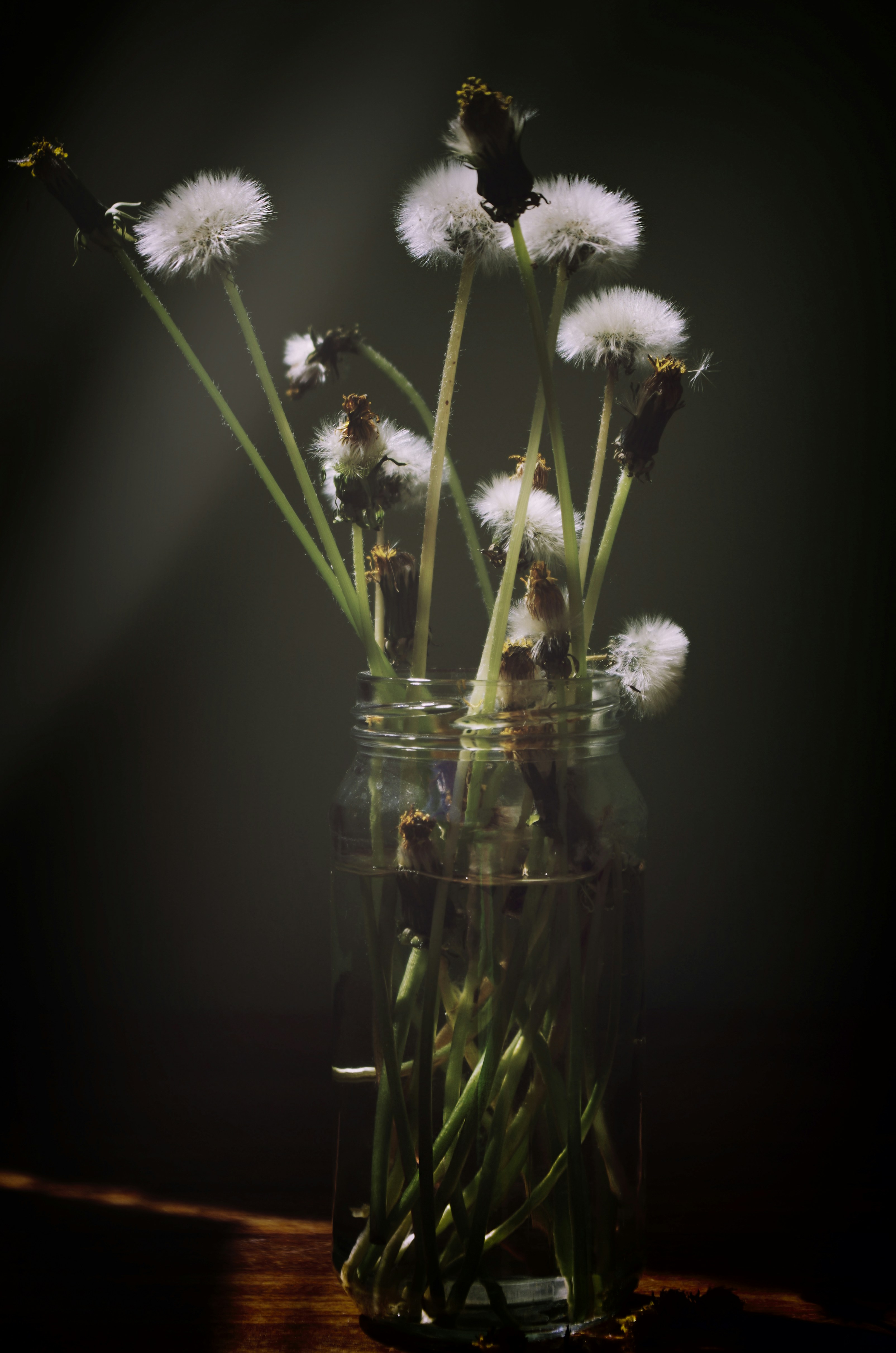 Dandelion seed heads in glass jar - Free Photo on Unsplash