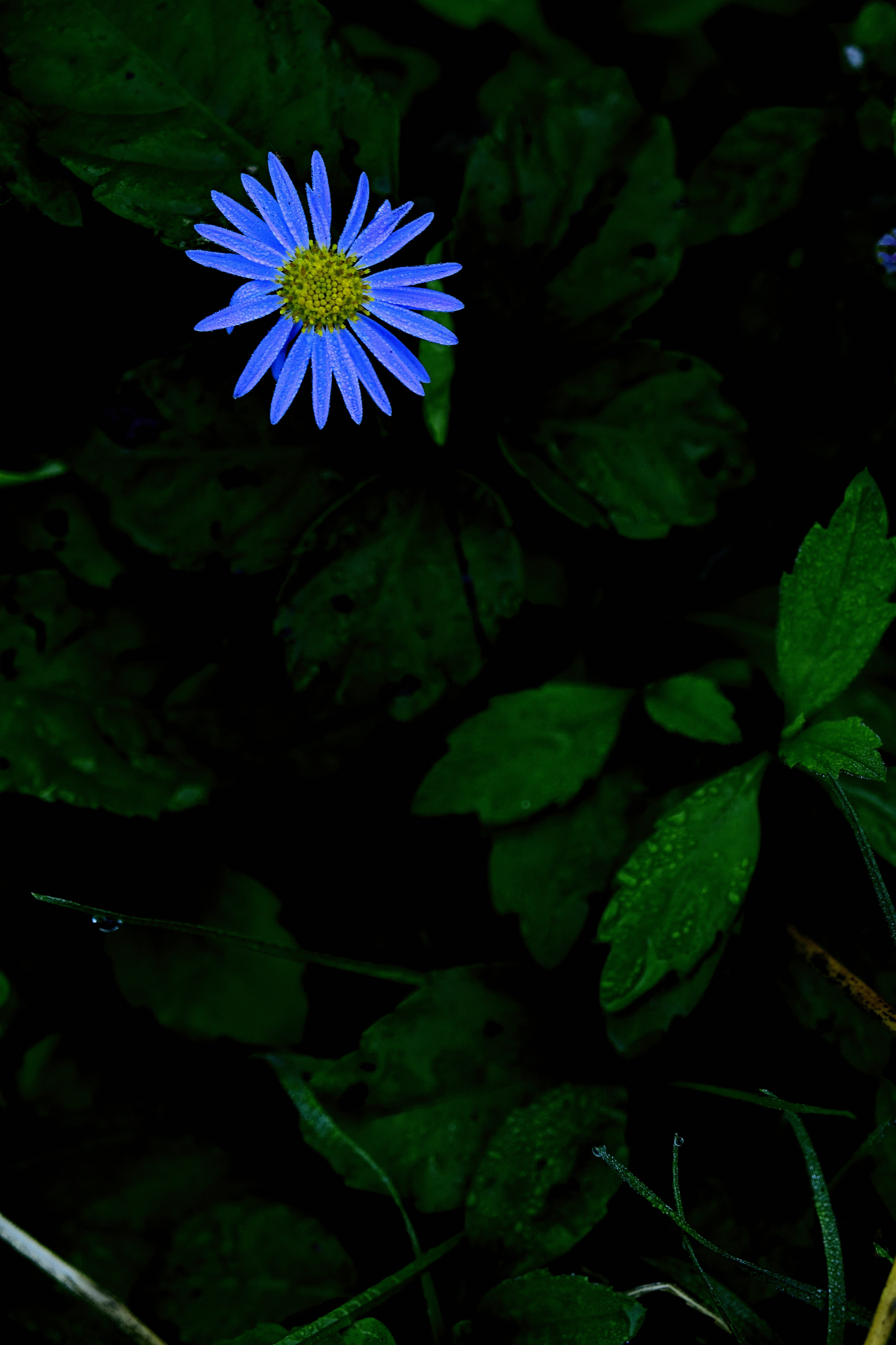 Blue daisy with dark green leaves - Free Photo on Unsplash
