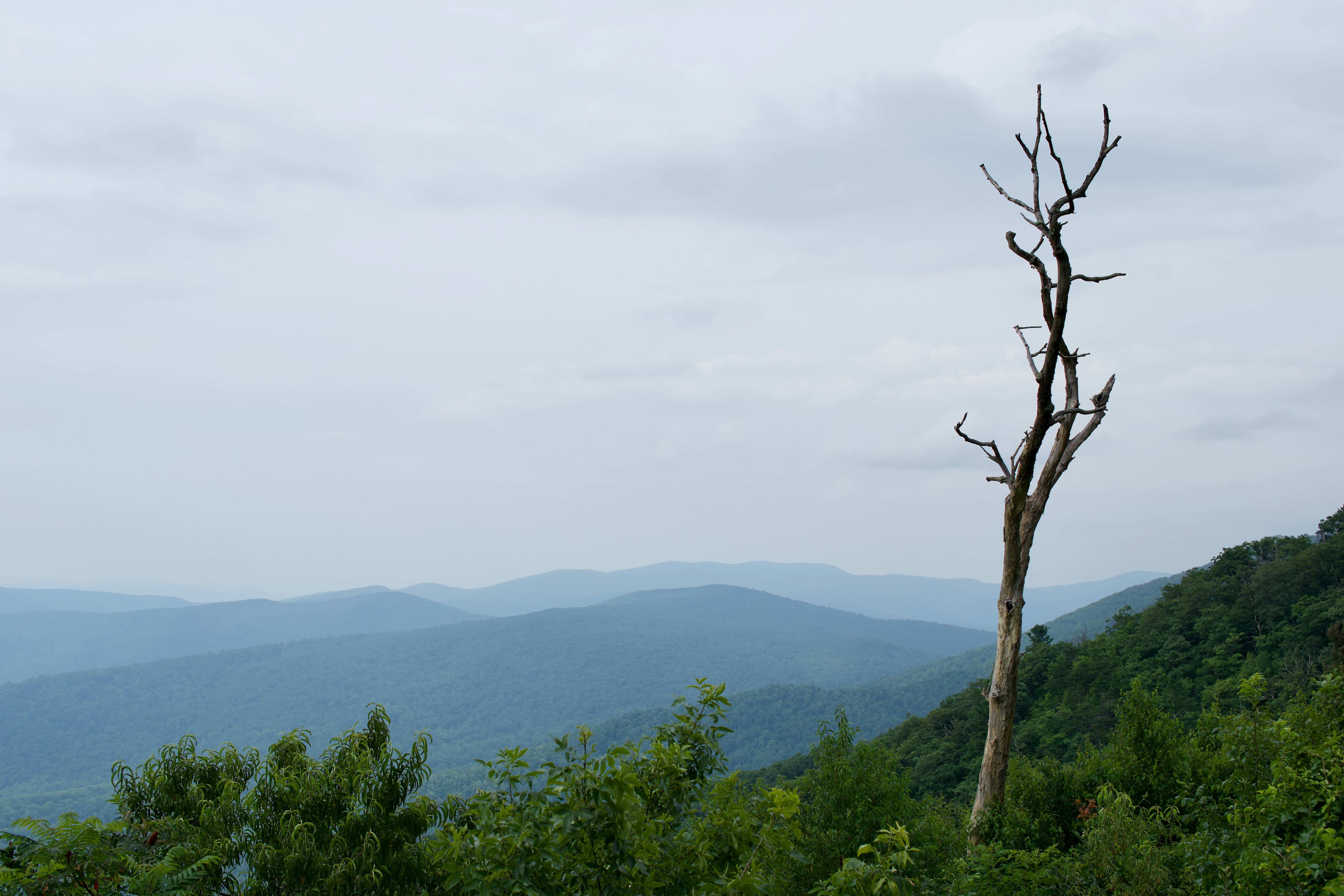 Dead tree on blue mountain hillside - Free Photo on Unsplash