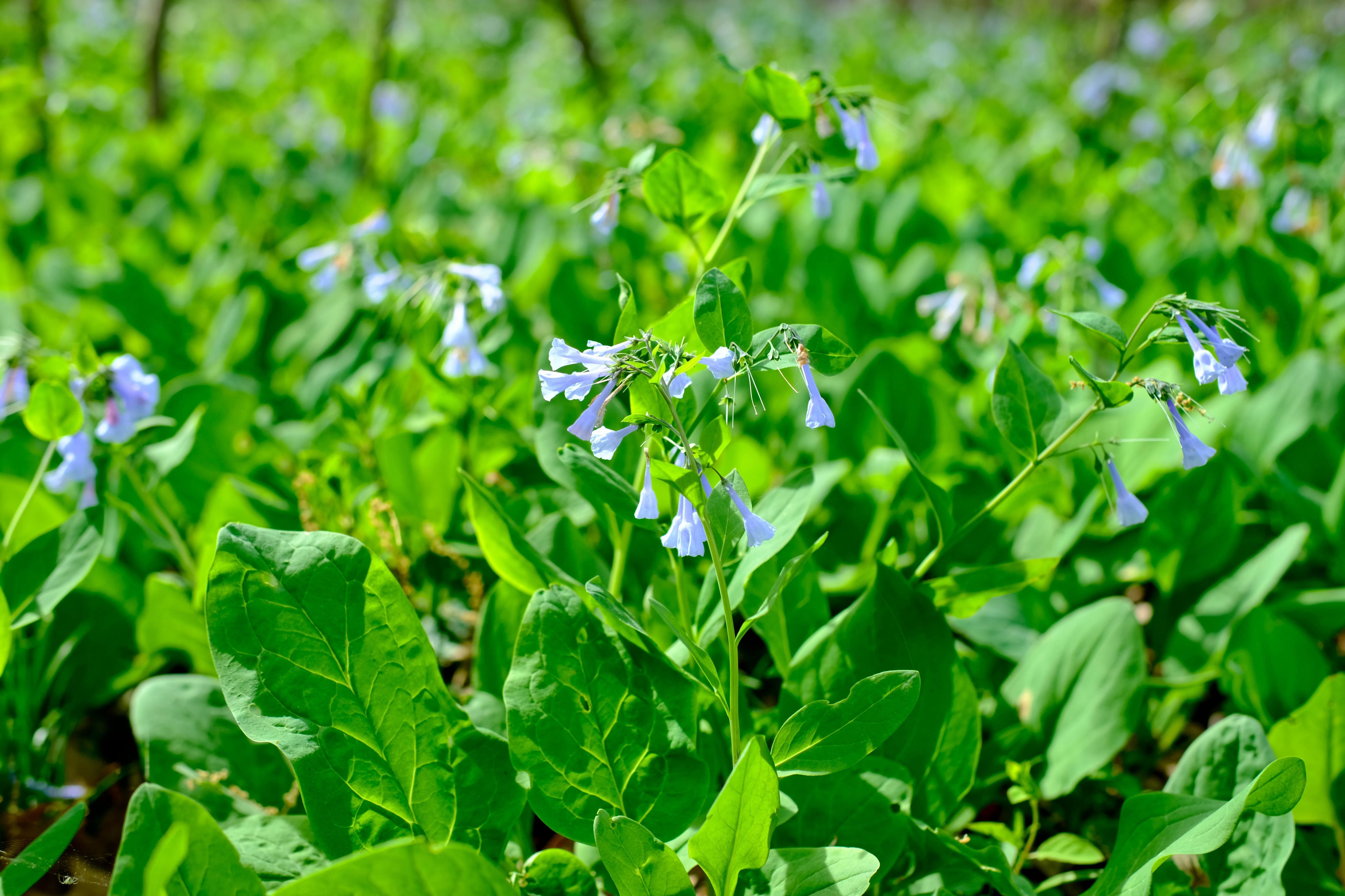 Virginia bluebells blooming in green forest - Free Photo on Unsplash