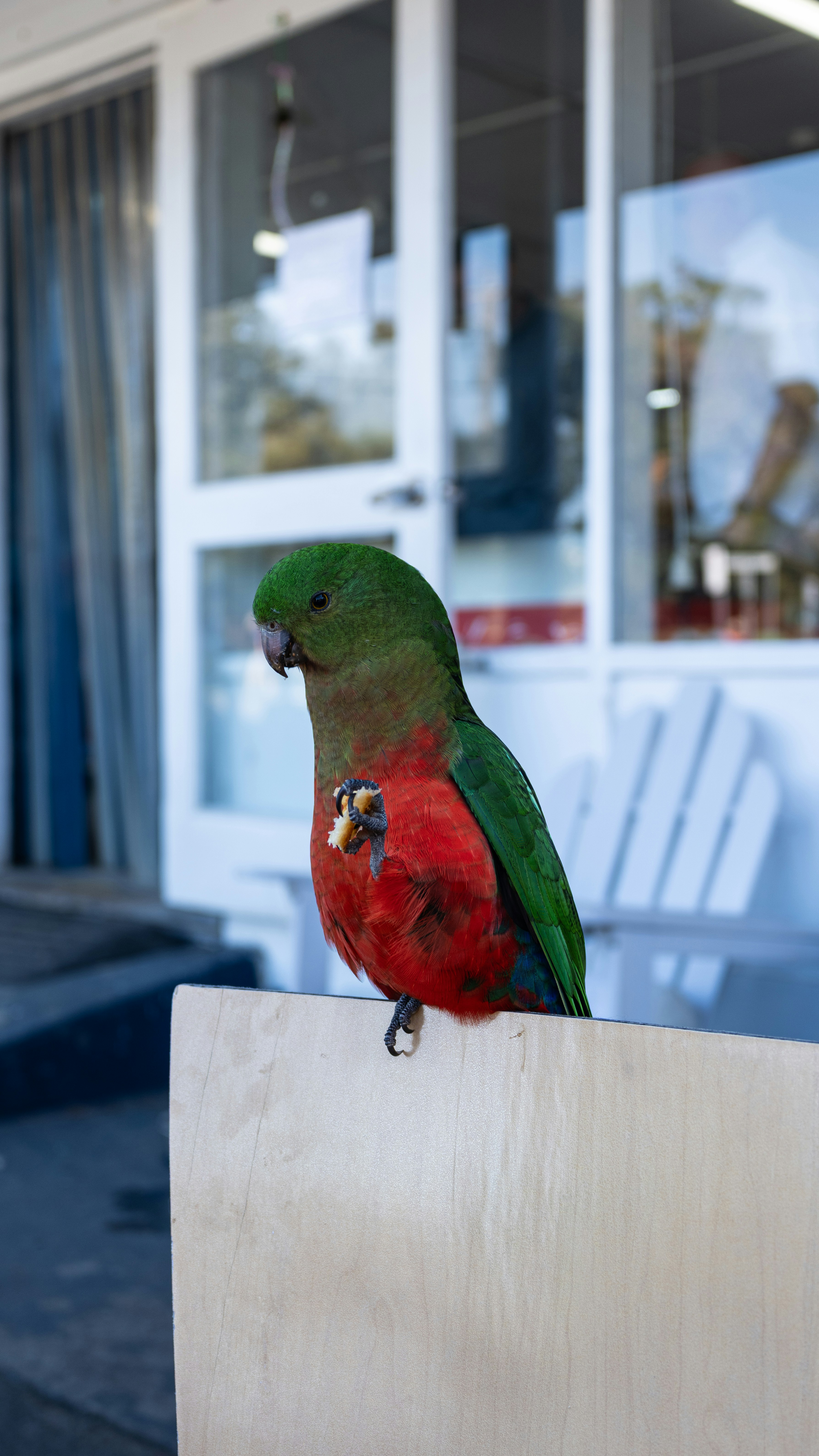 Australian king parrot eating food - Free Photo on Unsplash