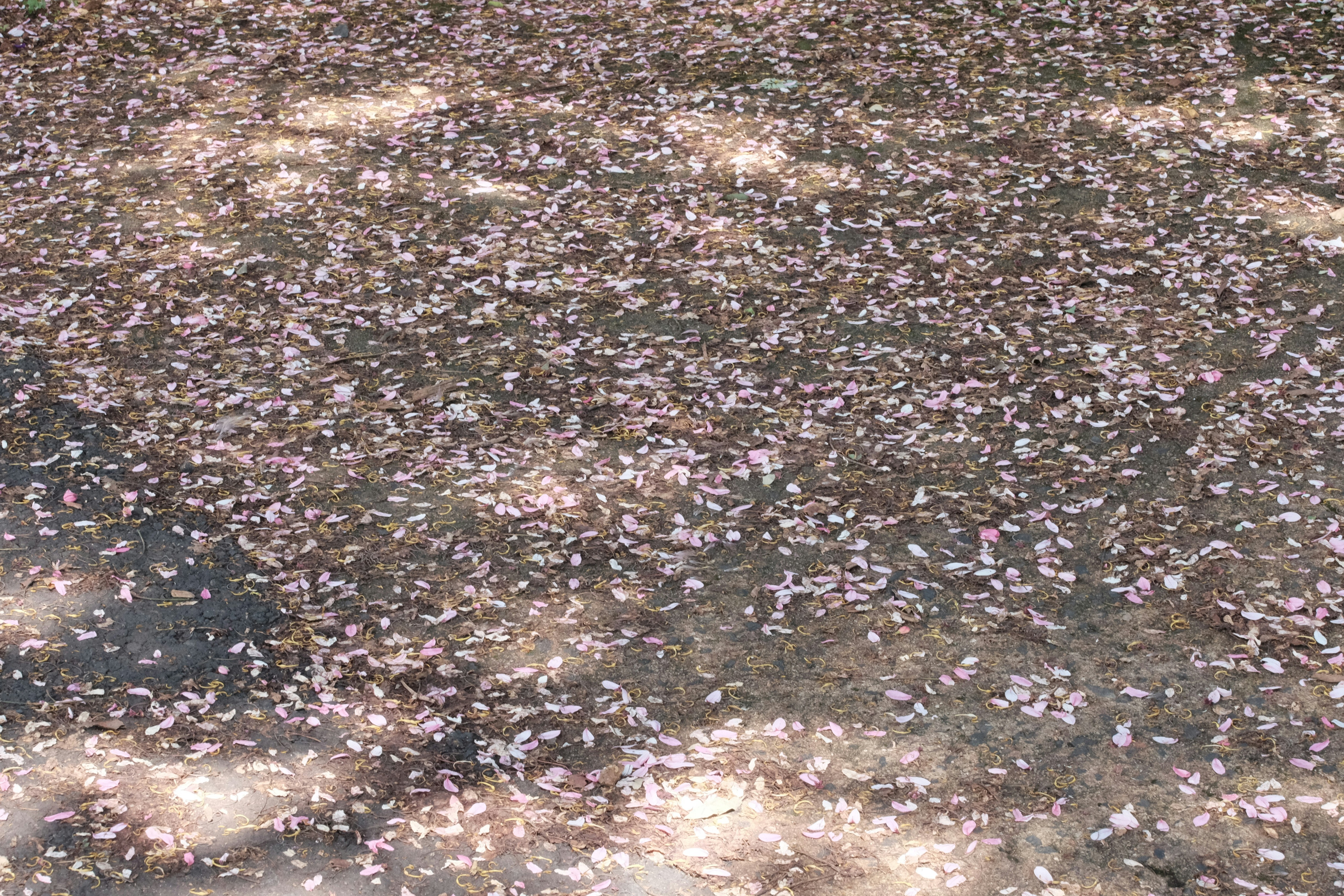 Pink flower petals on dark earth - Free Photo on Unsplash