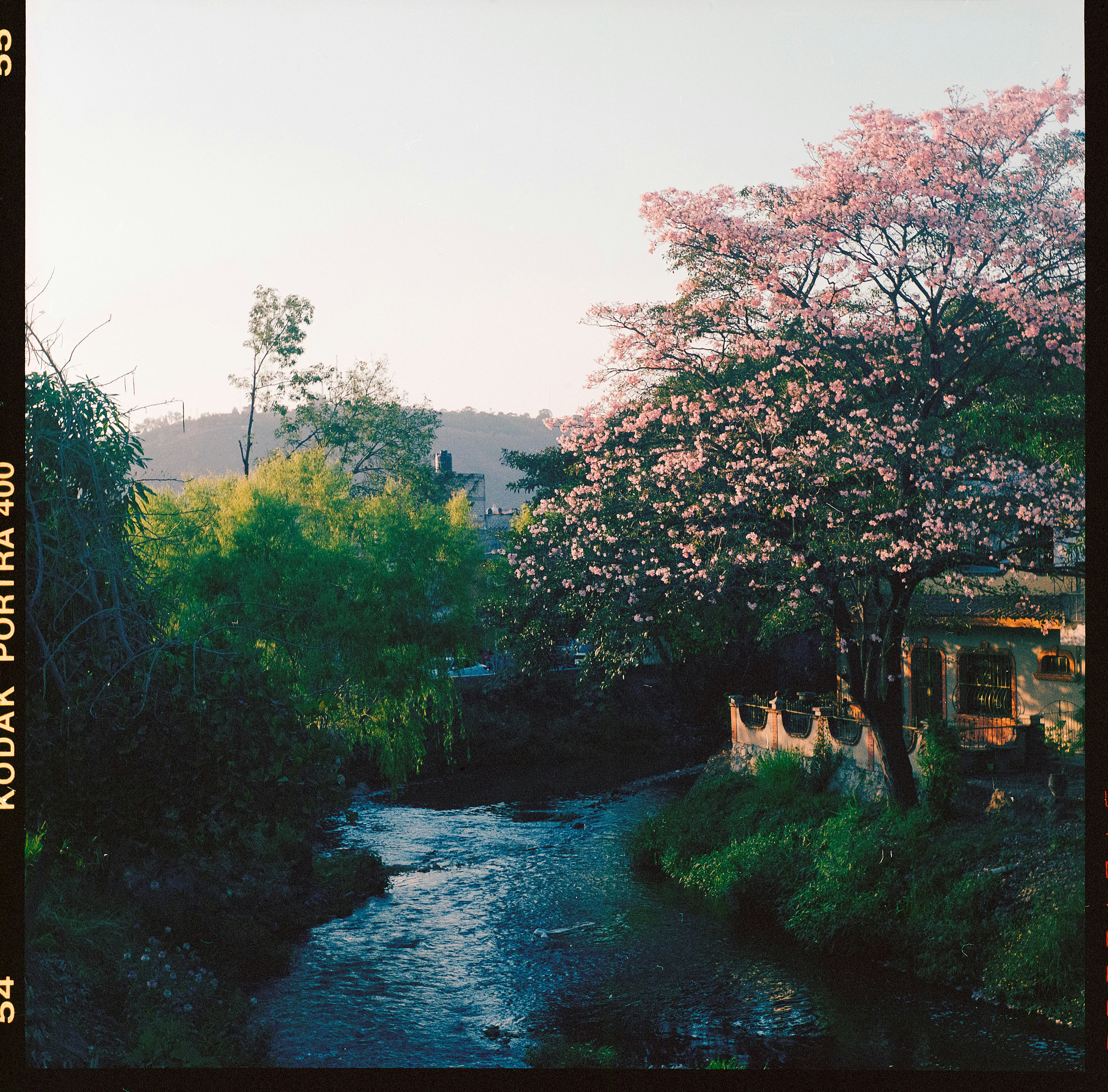 Flowering pink tree by stream - Free Photo on Unsplash