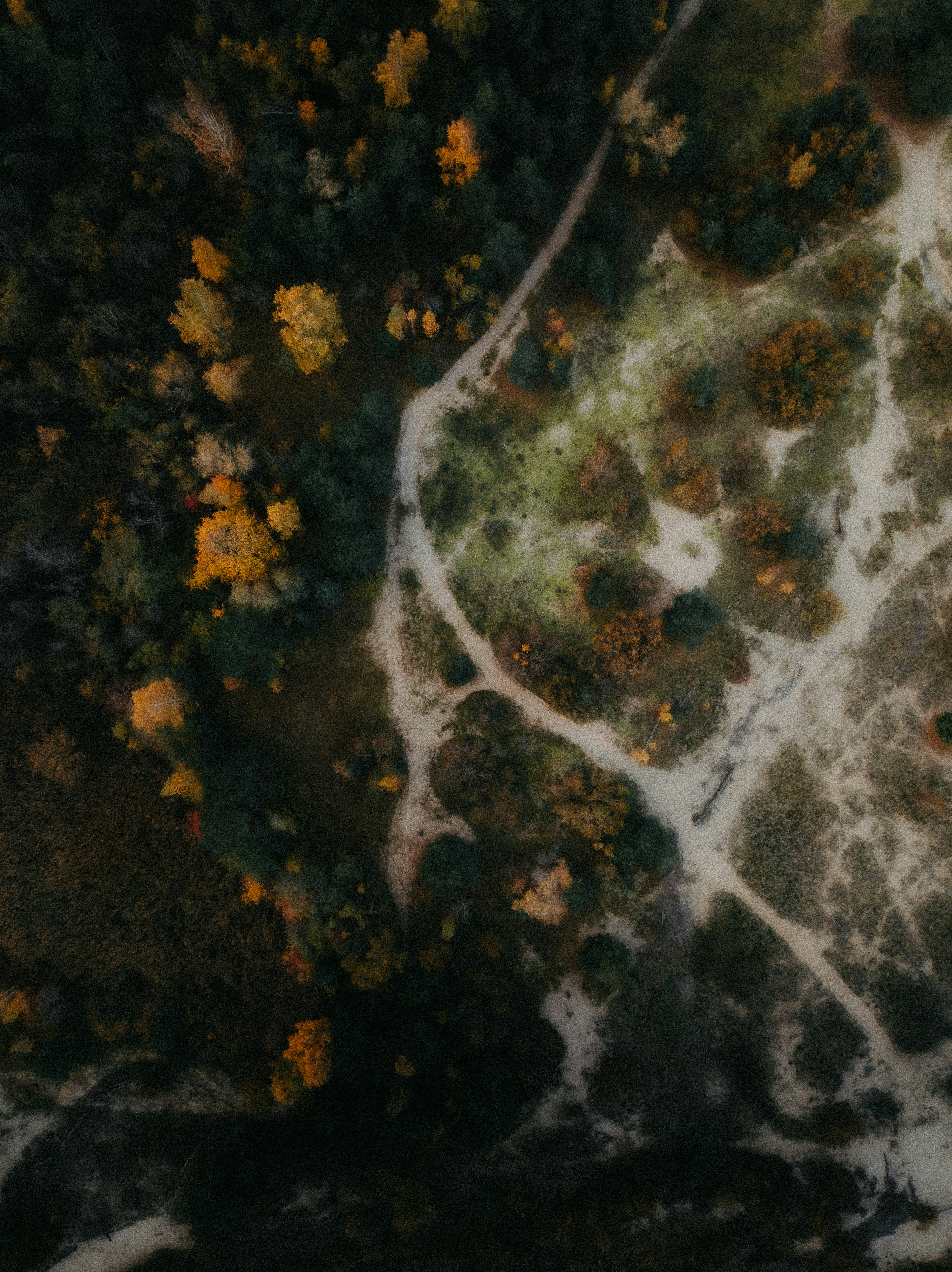 Winding dirt path through autumnal forest - Free Photo on Unsplash