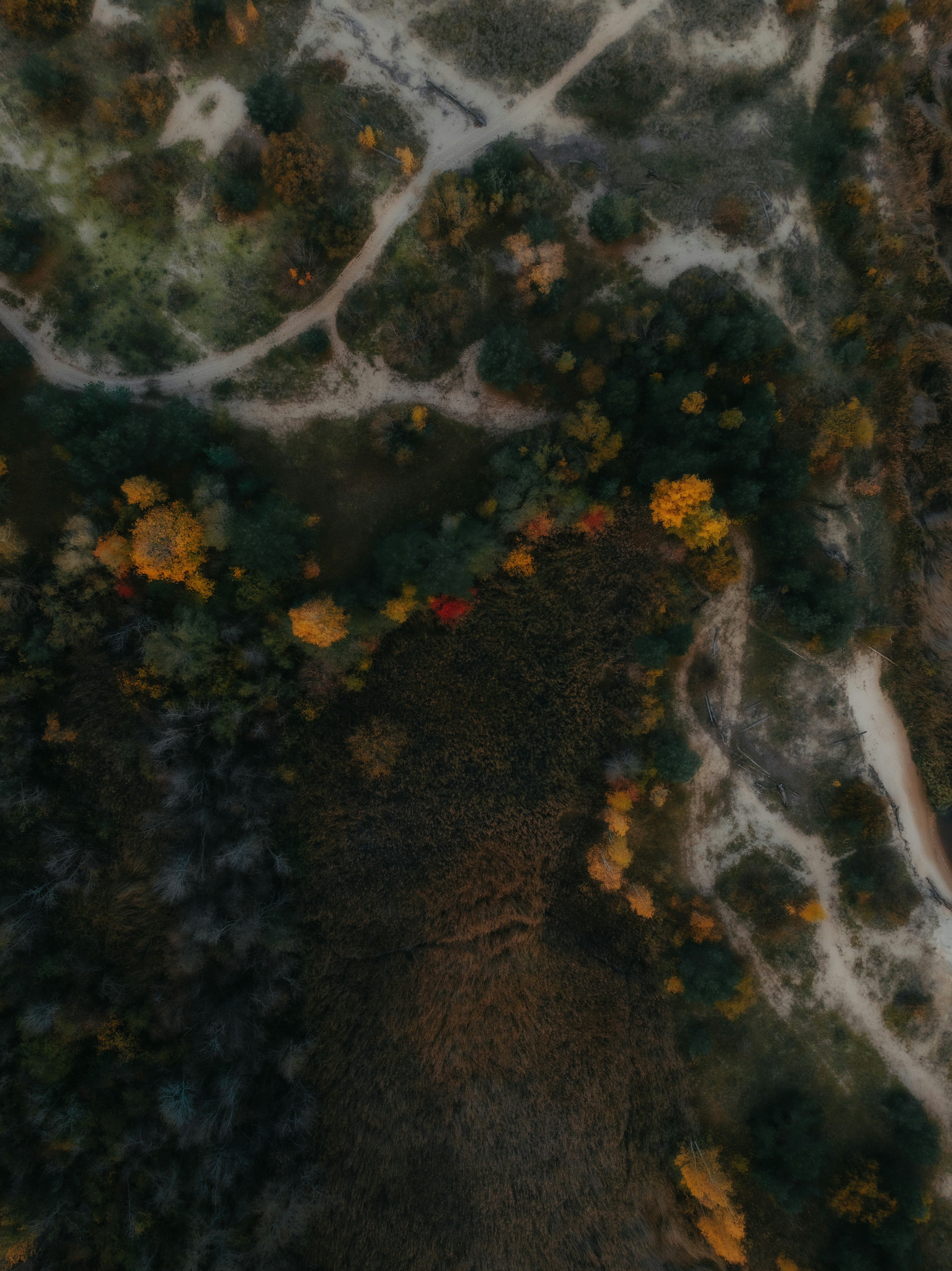 An aerial view of a forest with autumn foliage and winding dirt paths - 相关推荐