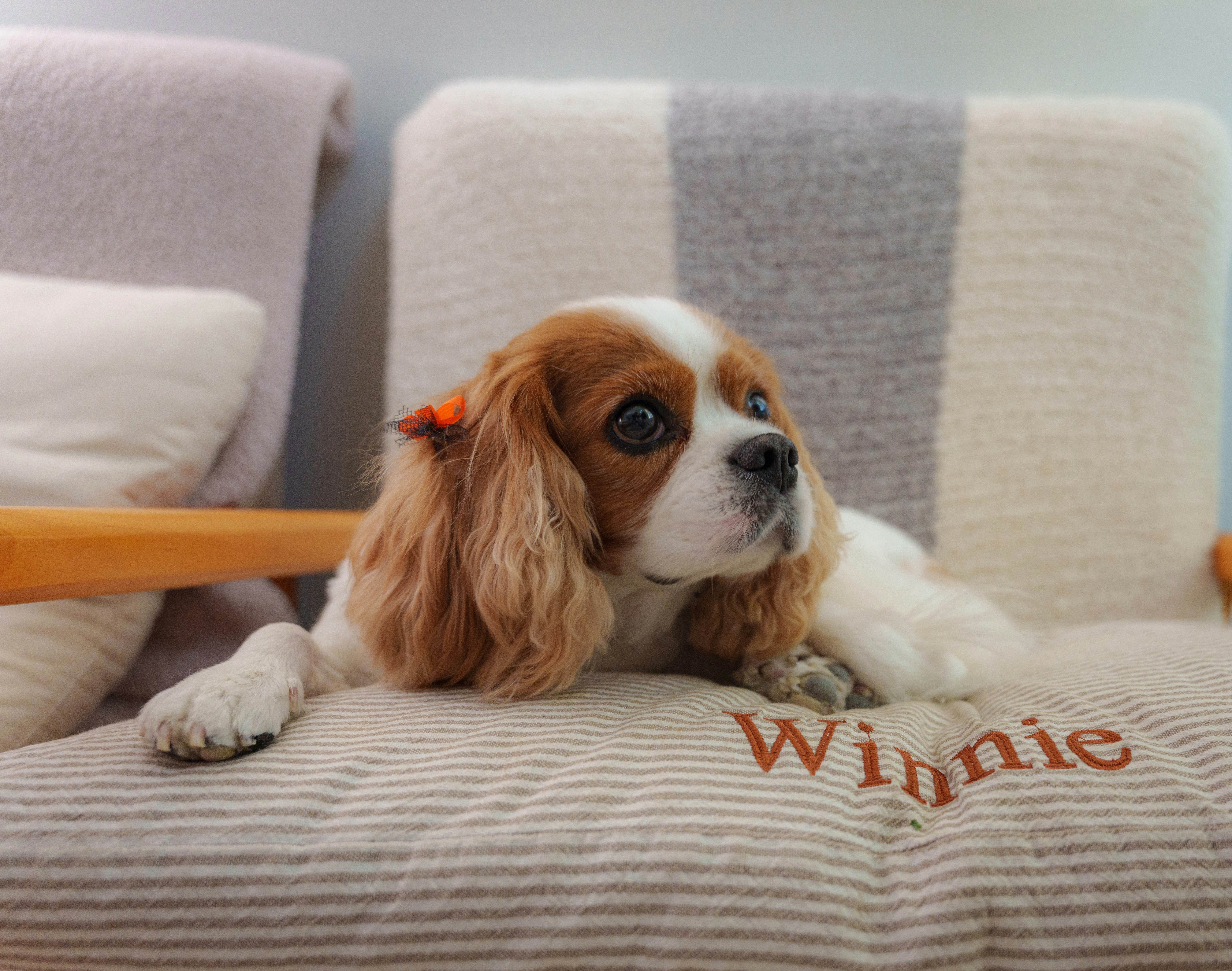 Cavalier King Charles Spaniel on cushion - Free Photo on Unsplash